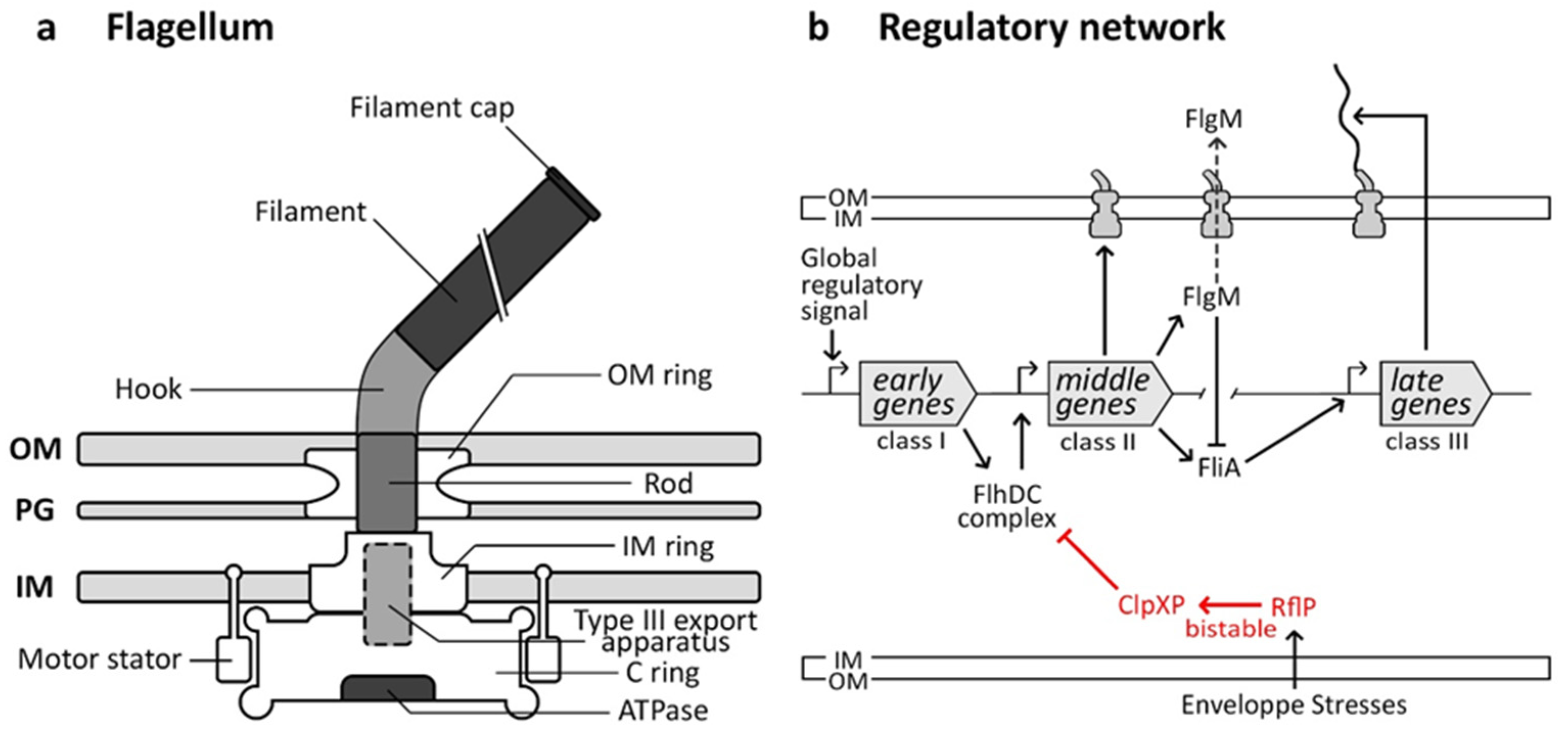 Microorganisms 12 01930 g003