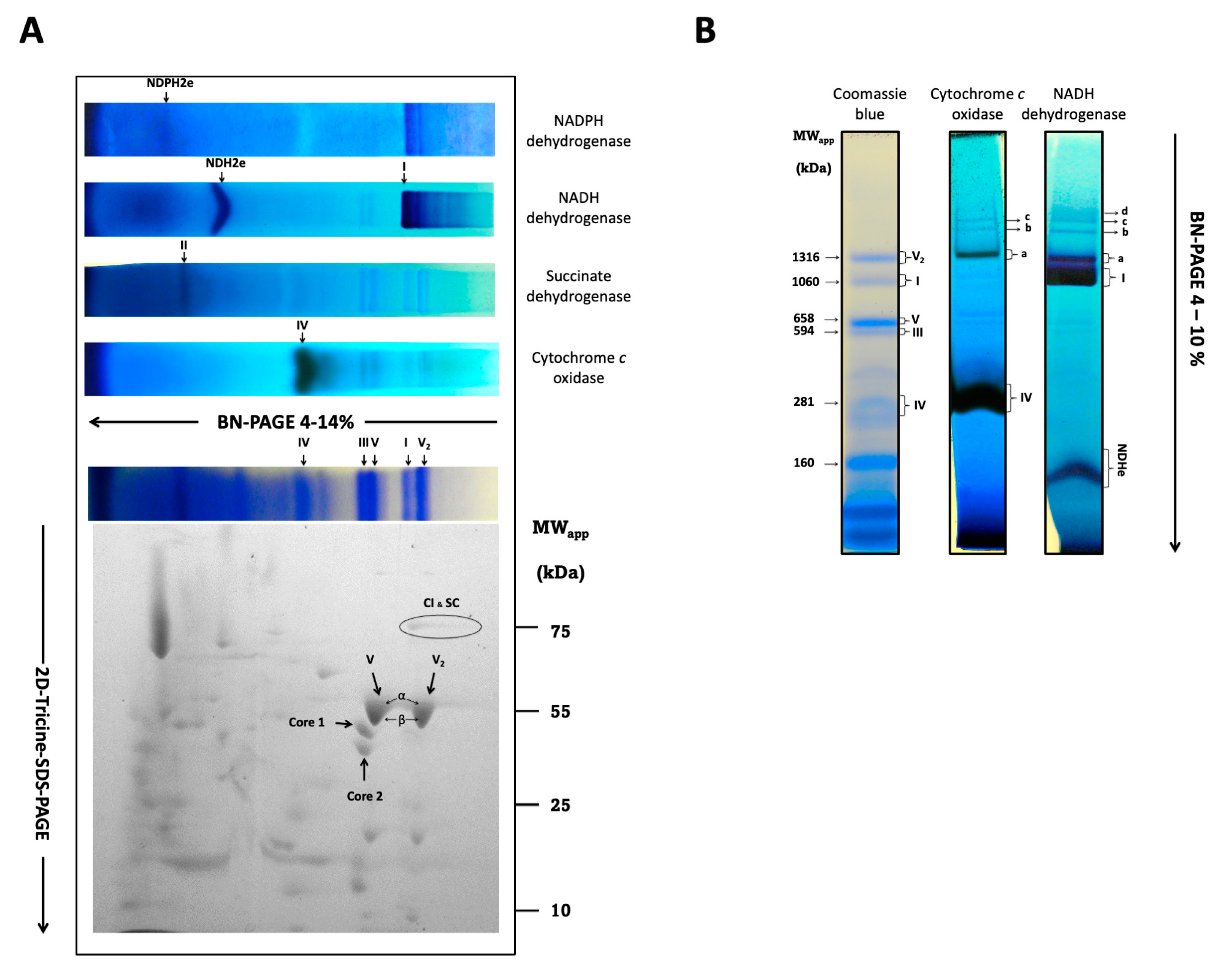 Microorganisms 12 01931 g005 Microorganisms 12 01931 g005