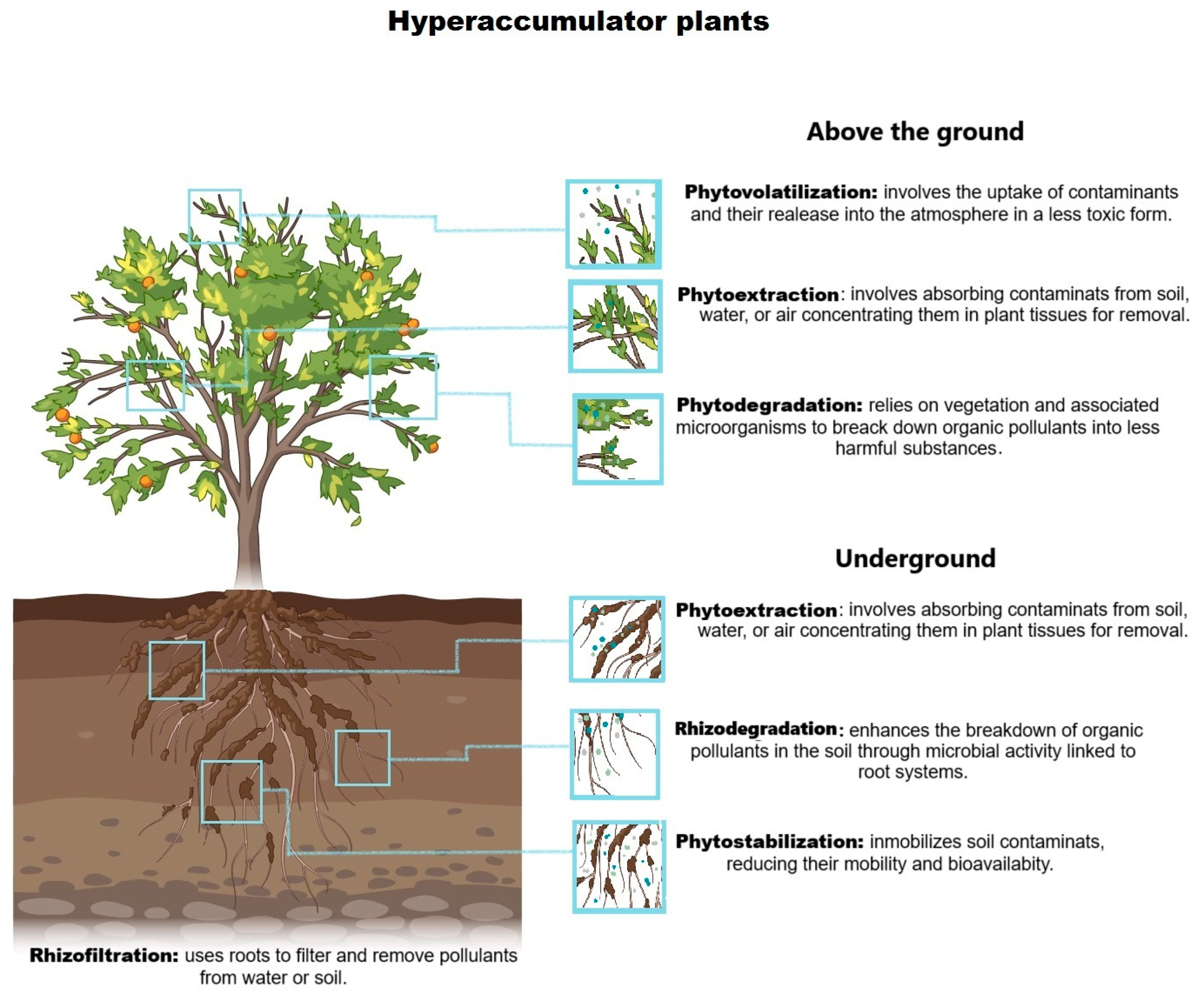 Microorganisms 12 01945 g001