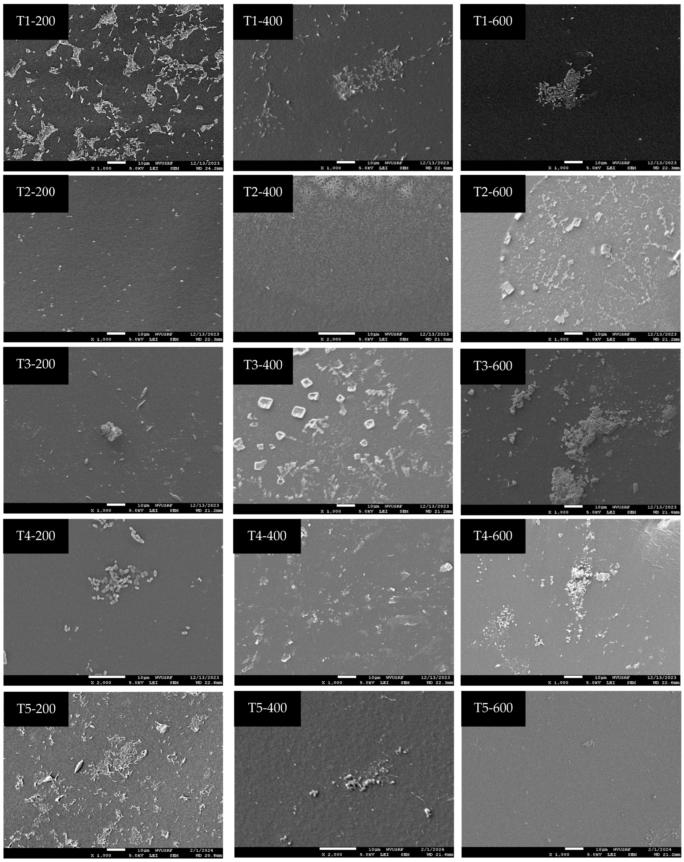 Microorganisms 12 01948 g004