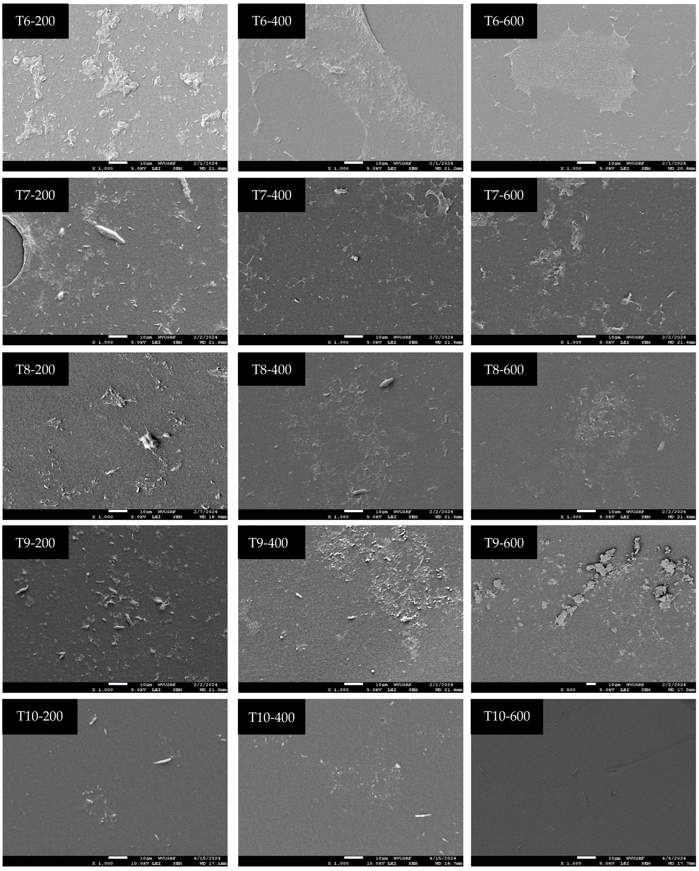 Microorganisms 12 01948 g005