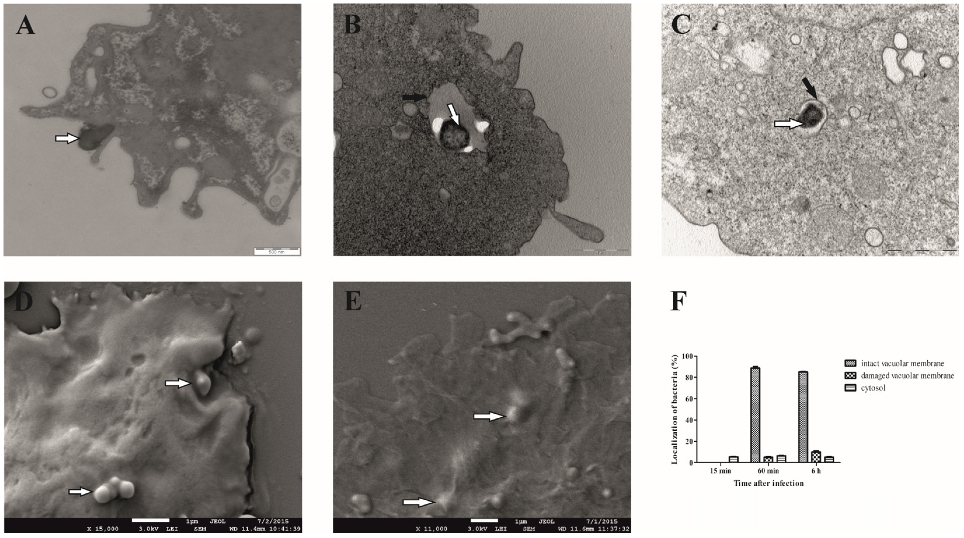 Microorganisms 12 01949 g001
