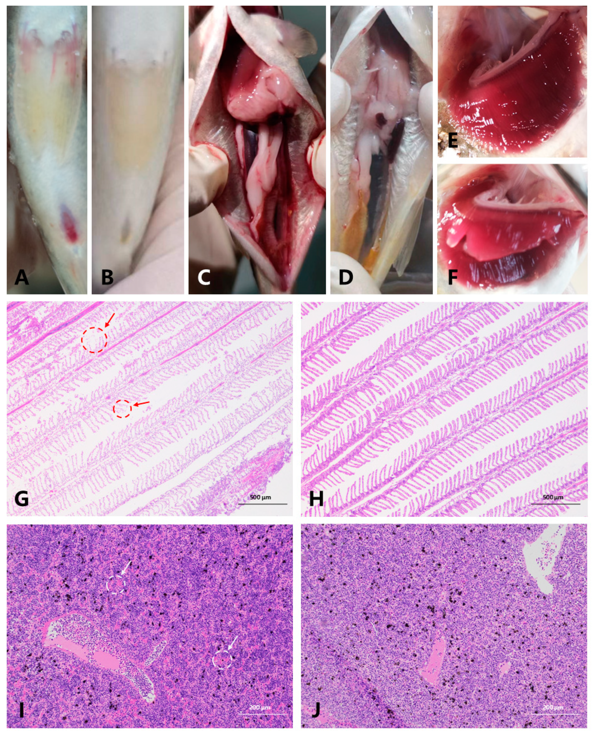Microorganisms 12 01983 g001