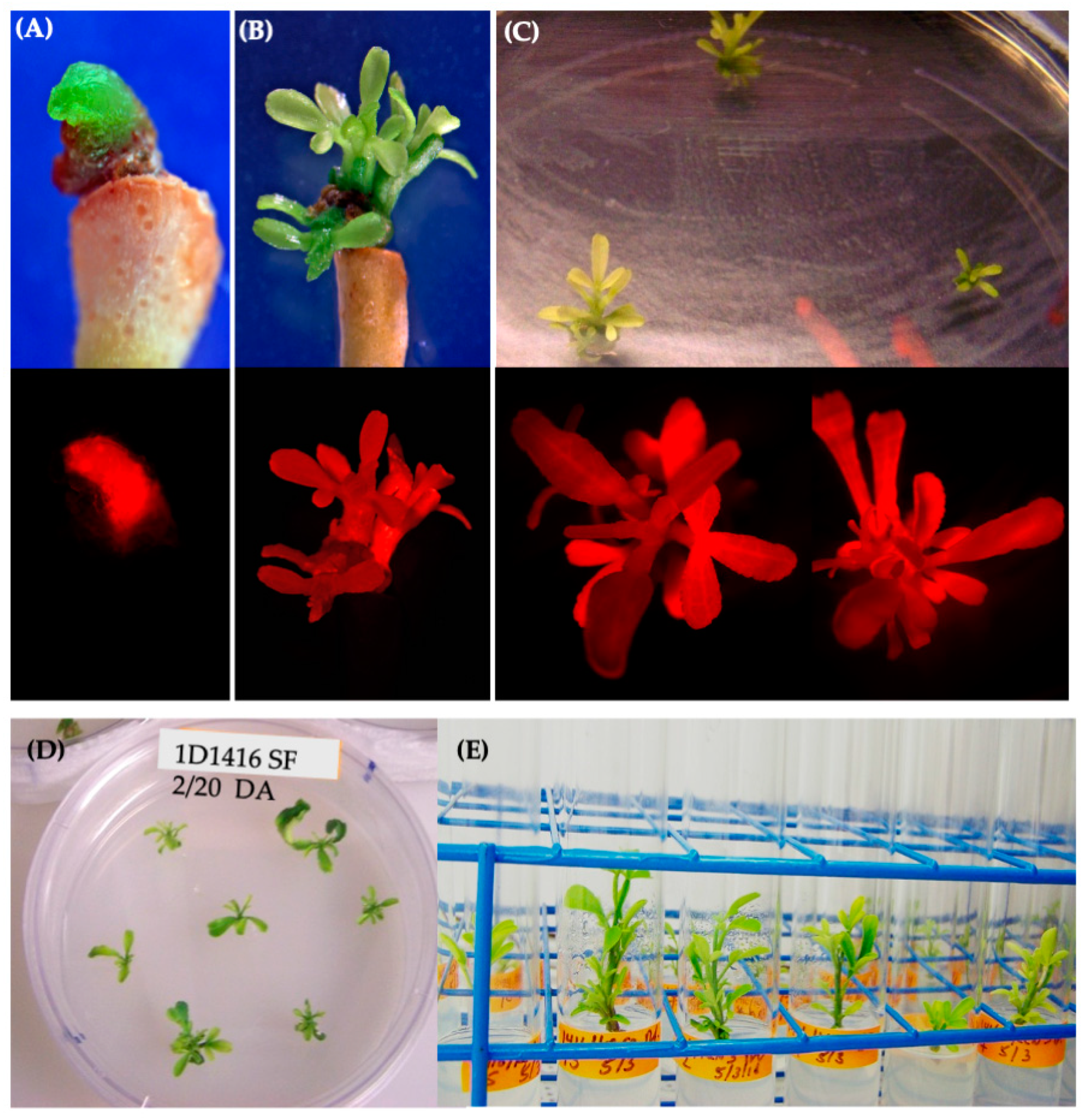 Microorganisms 12 01999 g005