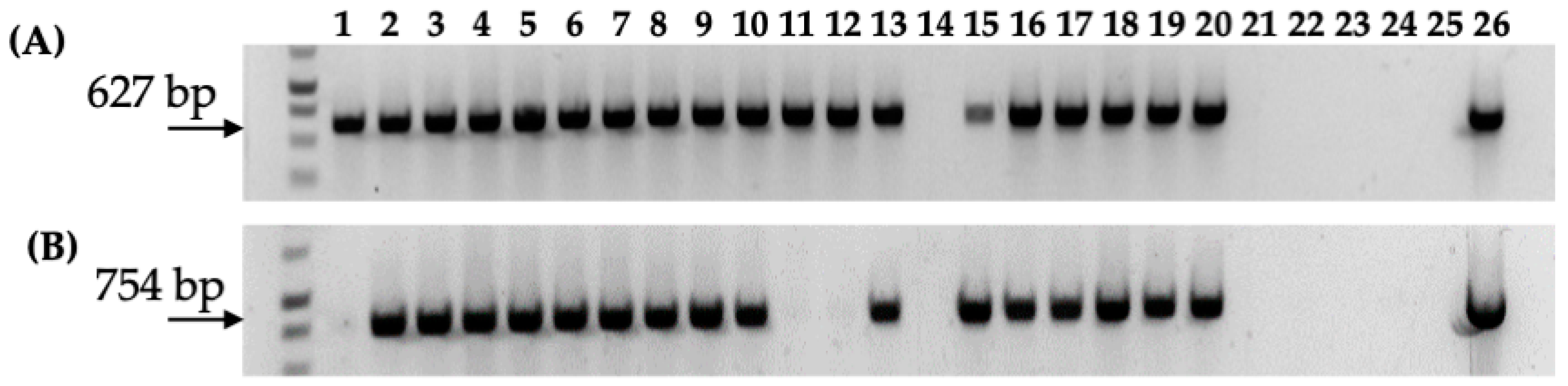 Microorganisms 12 01999 g006