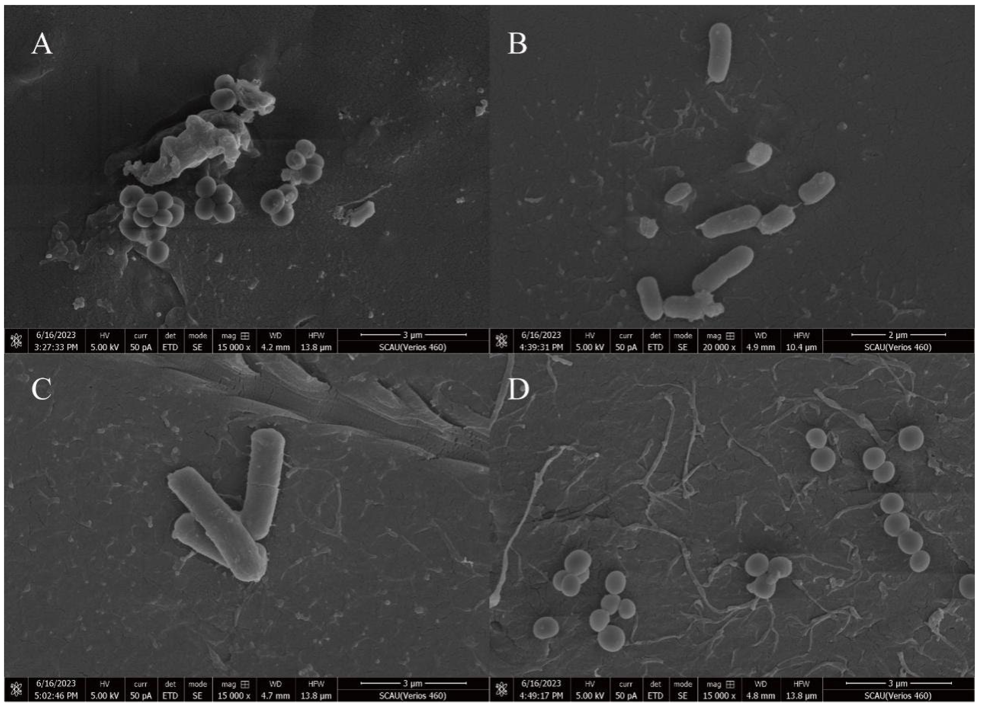 Microorganisms 12 02005 g006