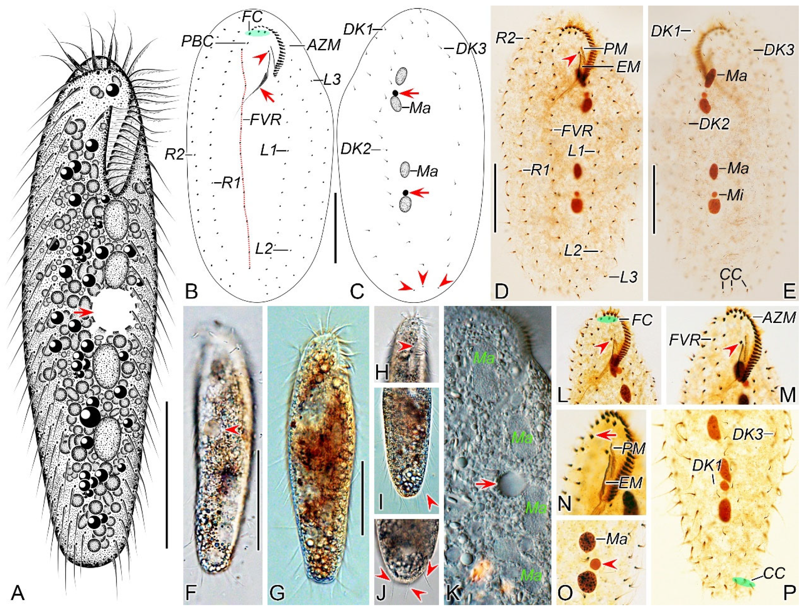 Microorganisms 12 02013 g001