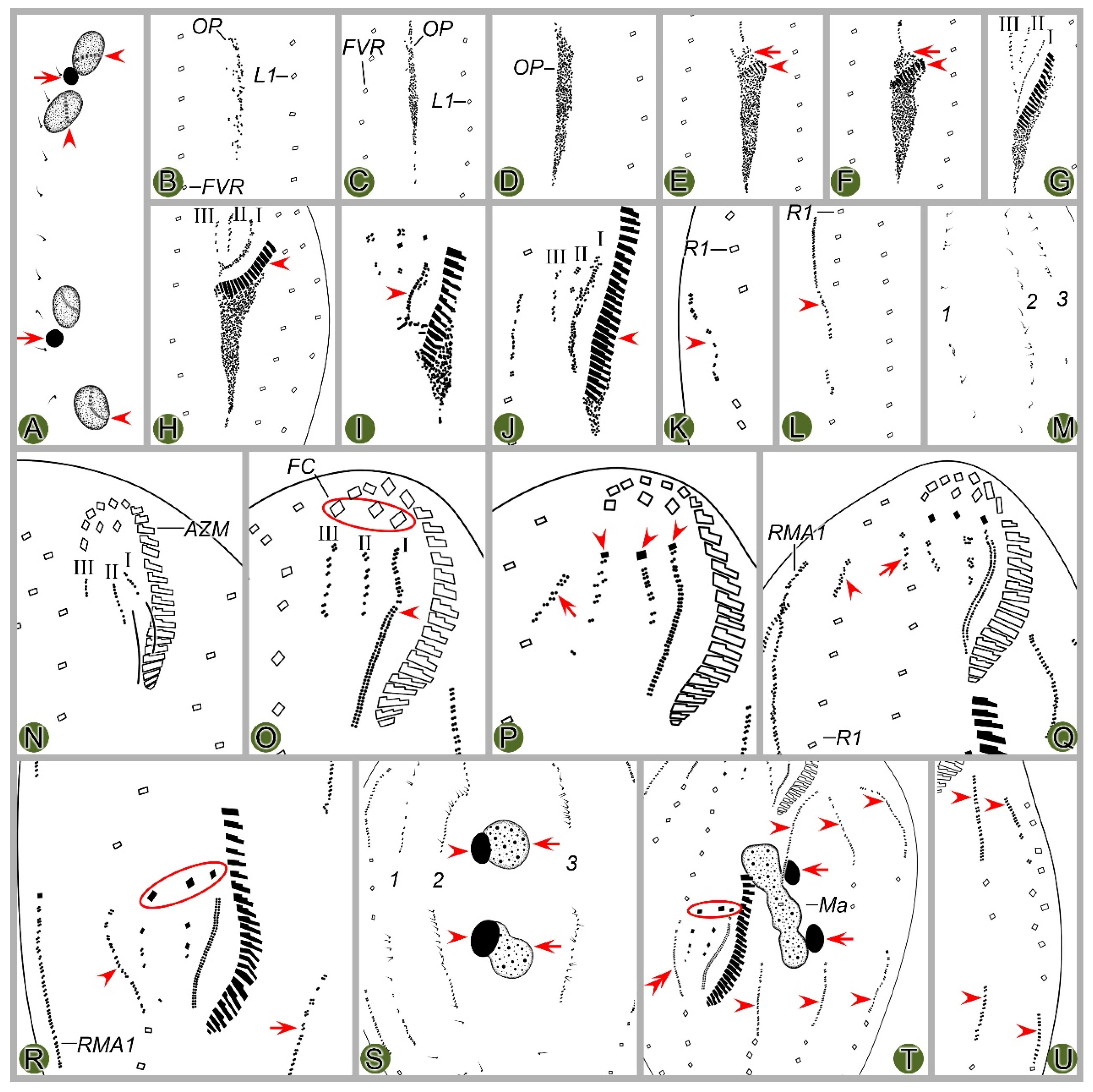 Microorganisms 12 02013 g003