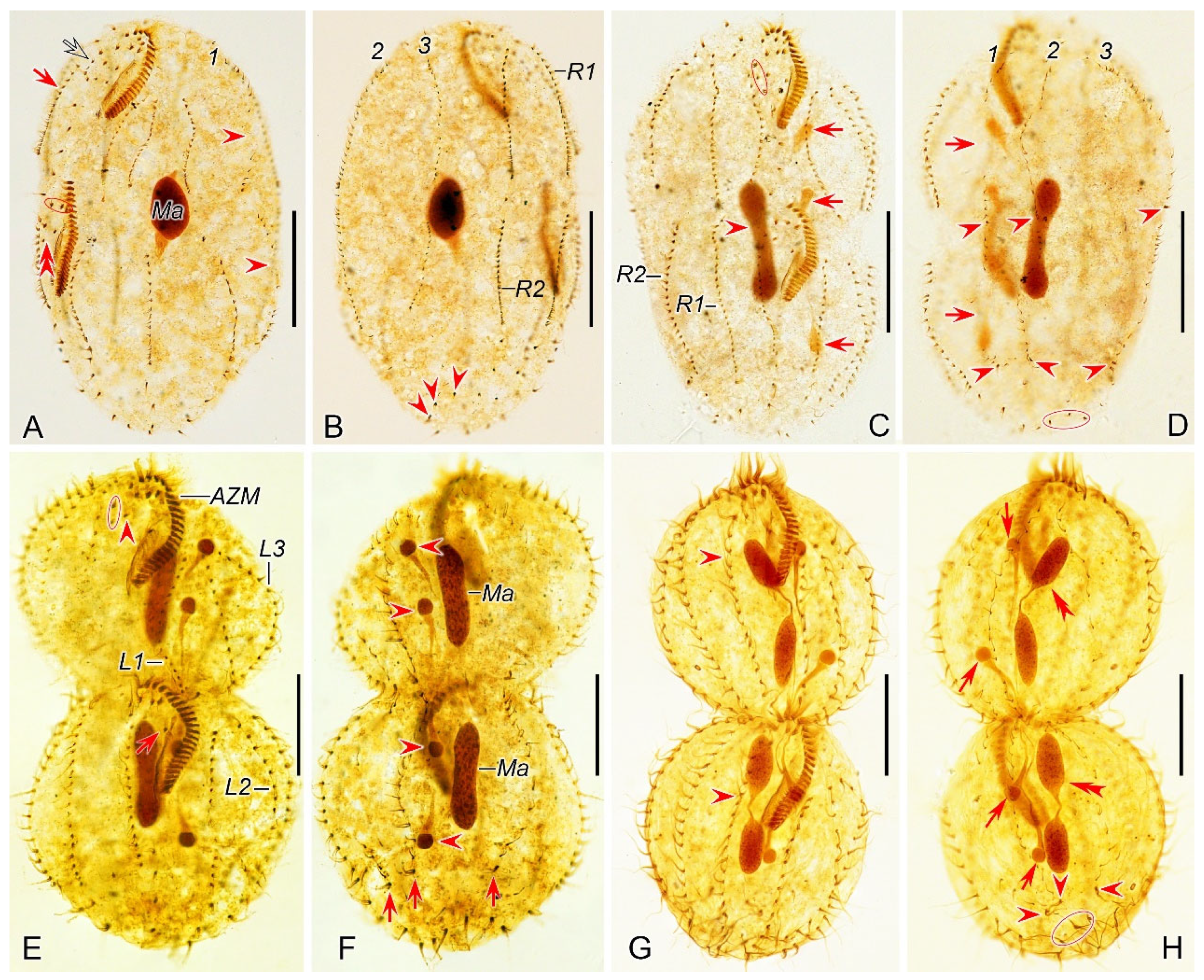 Microorganisms 12 02013 g004