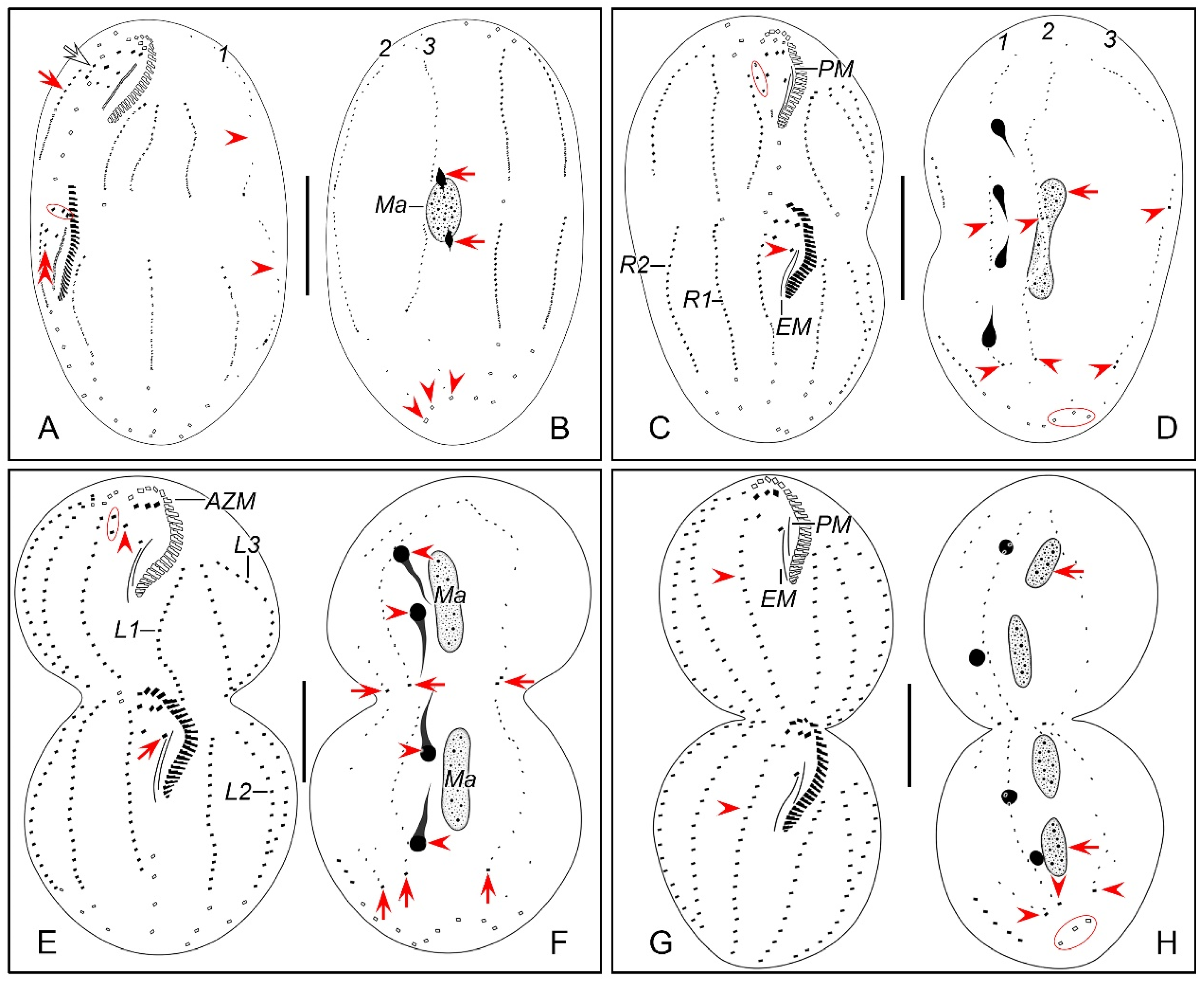 Microorganisms 12 02013 g005