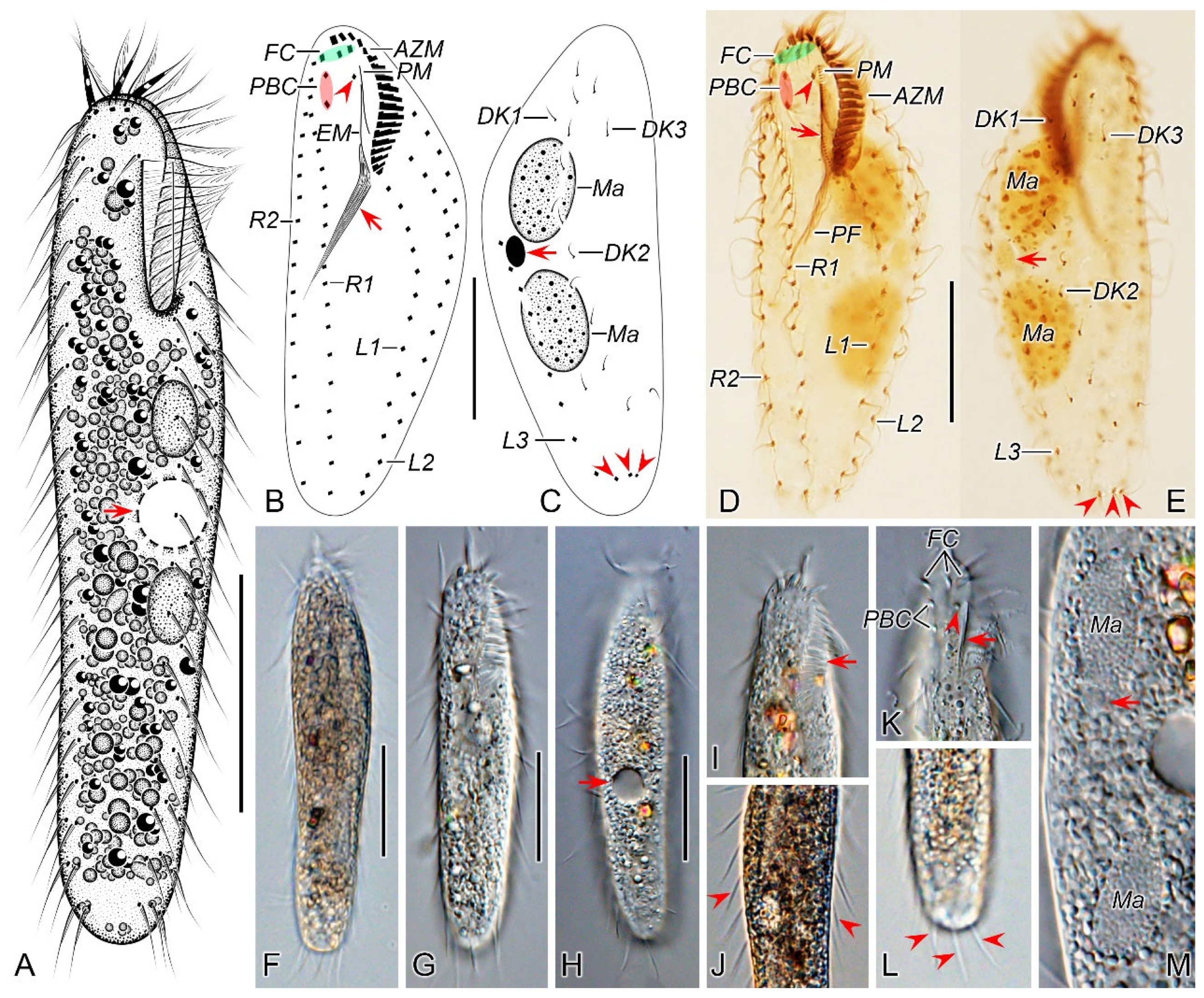 Microorganisms 12 02013 g006