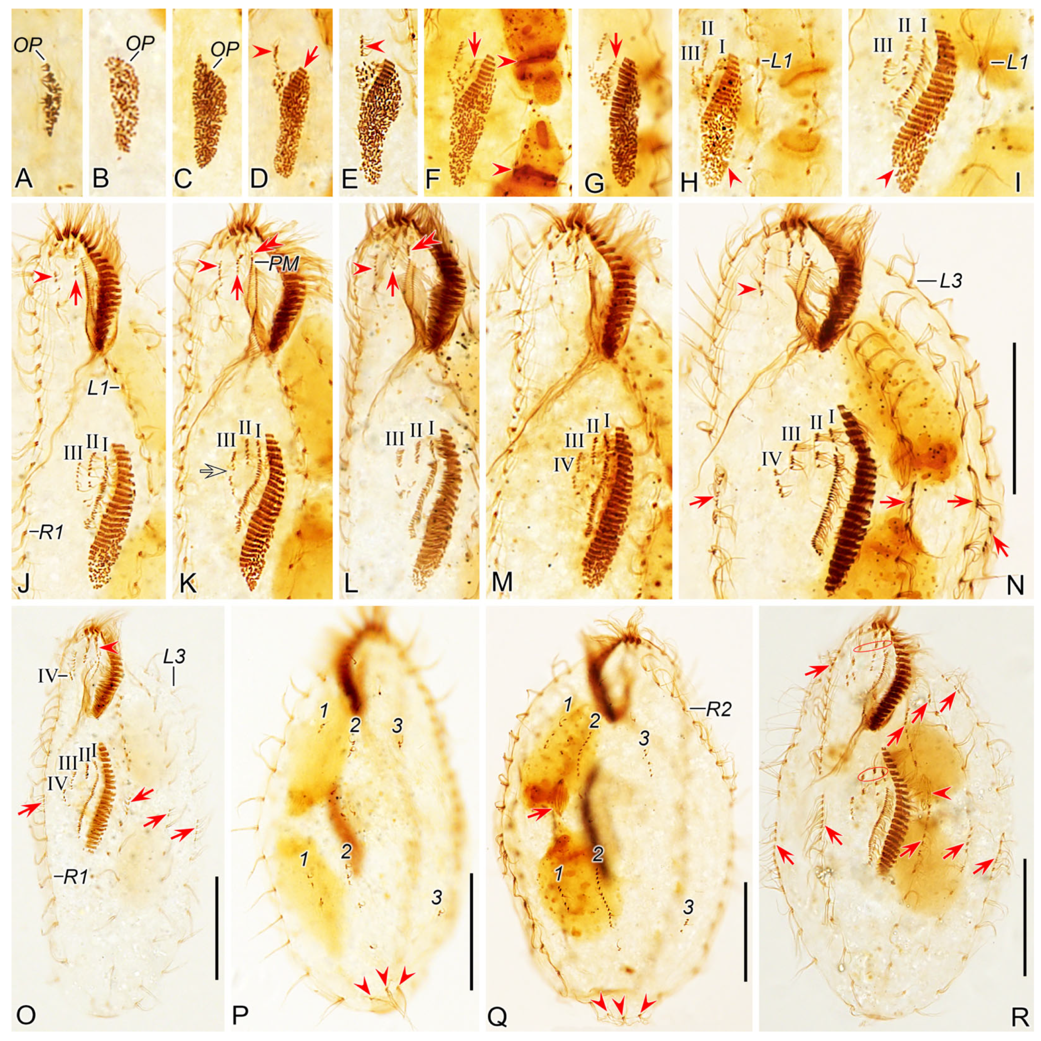Microorganisms 12 02013 g007