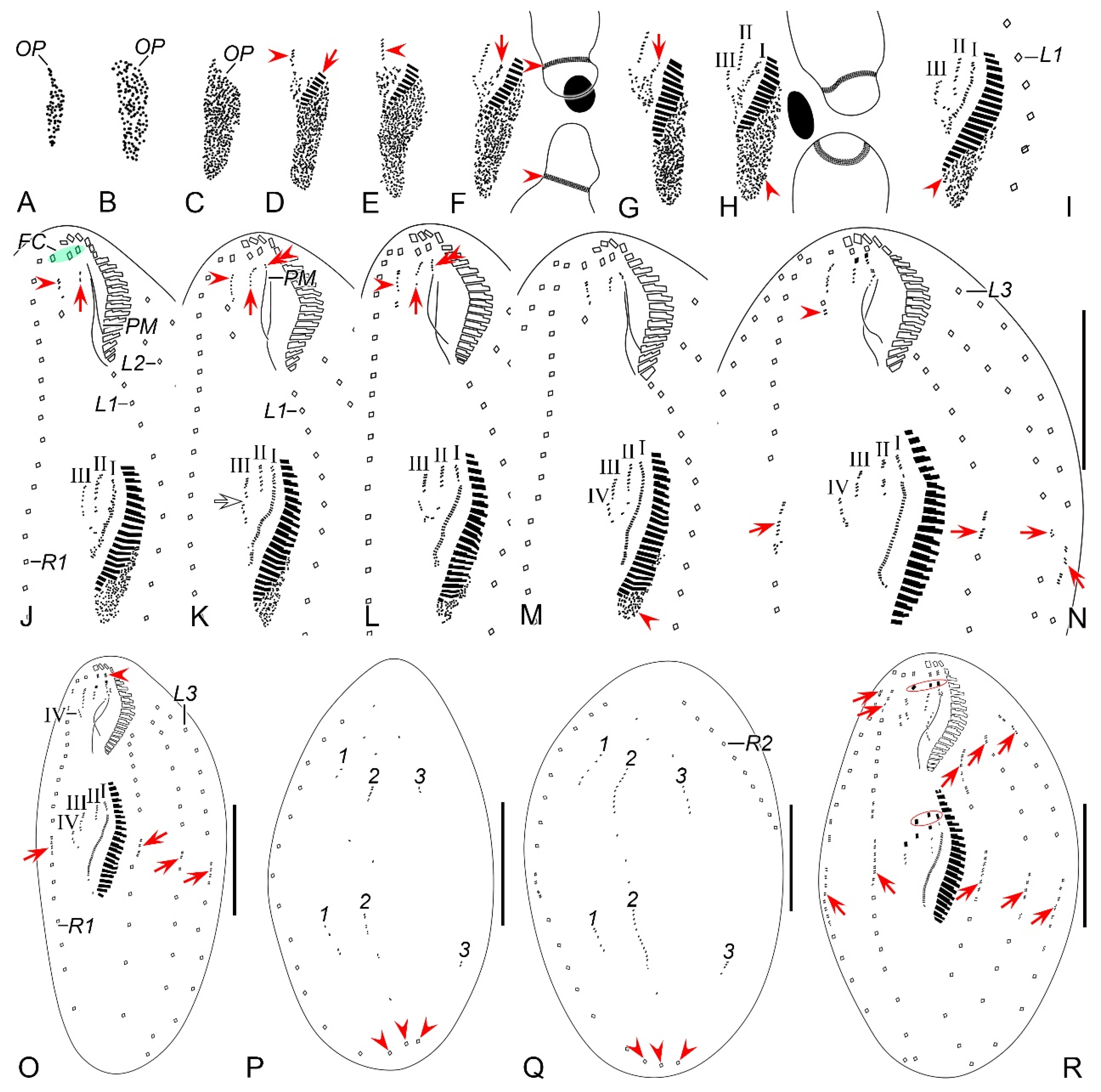 Microorganisms 12 02013 g008