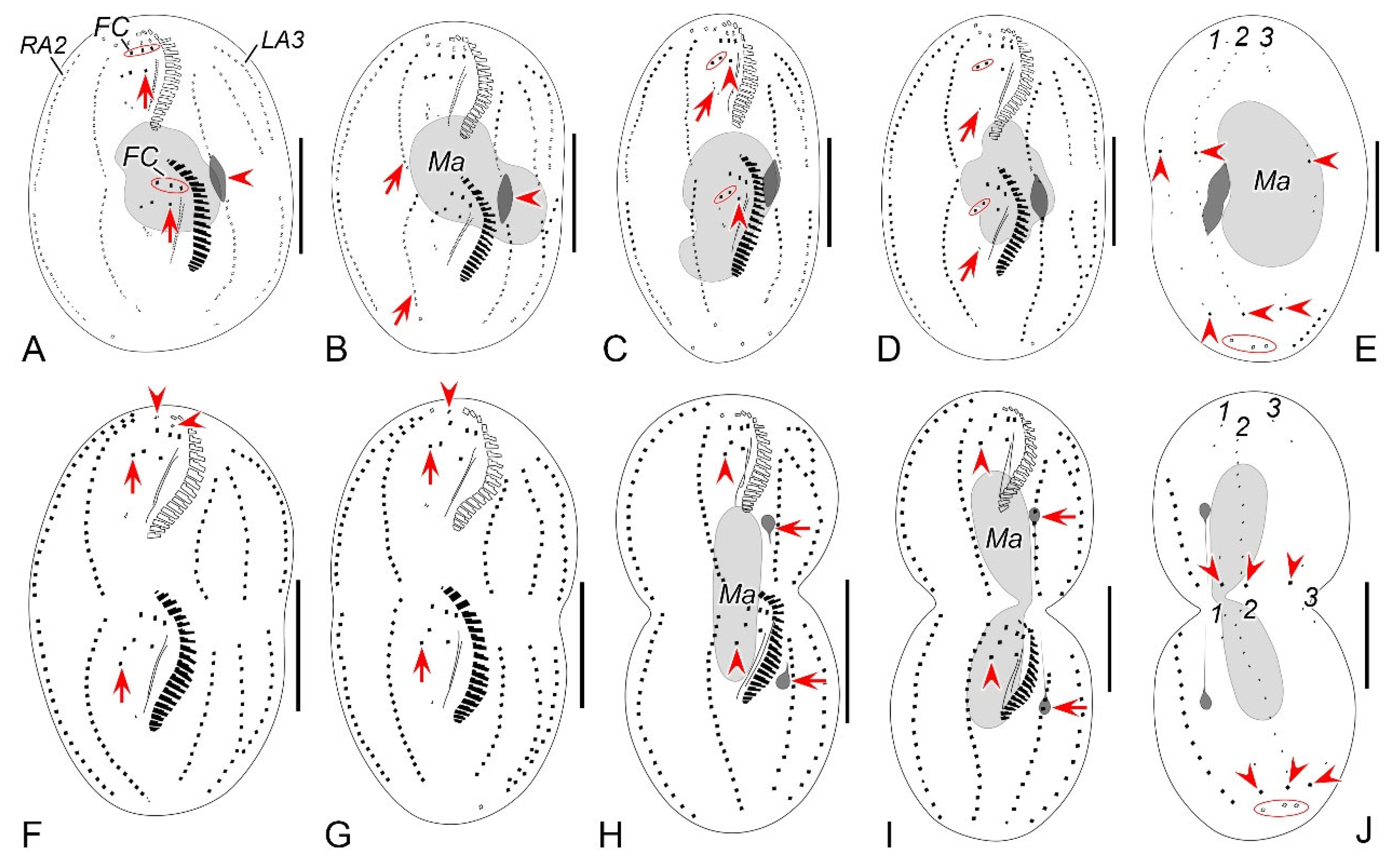 Microorganisms 12 02013 g010