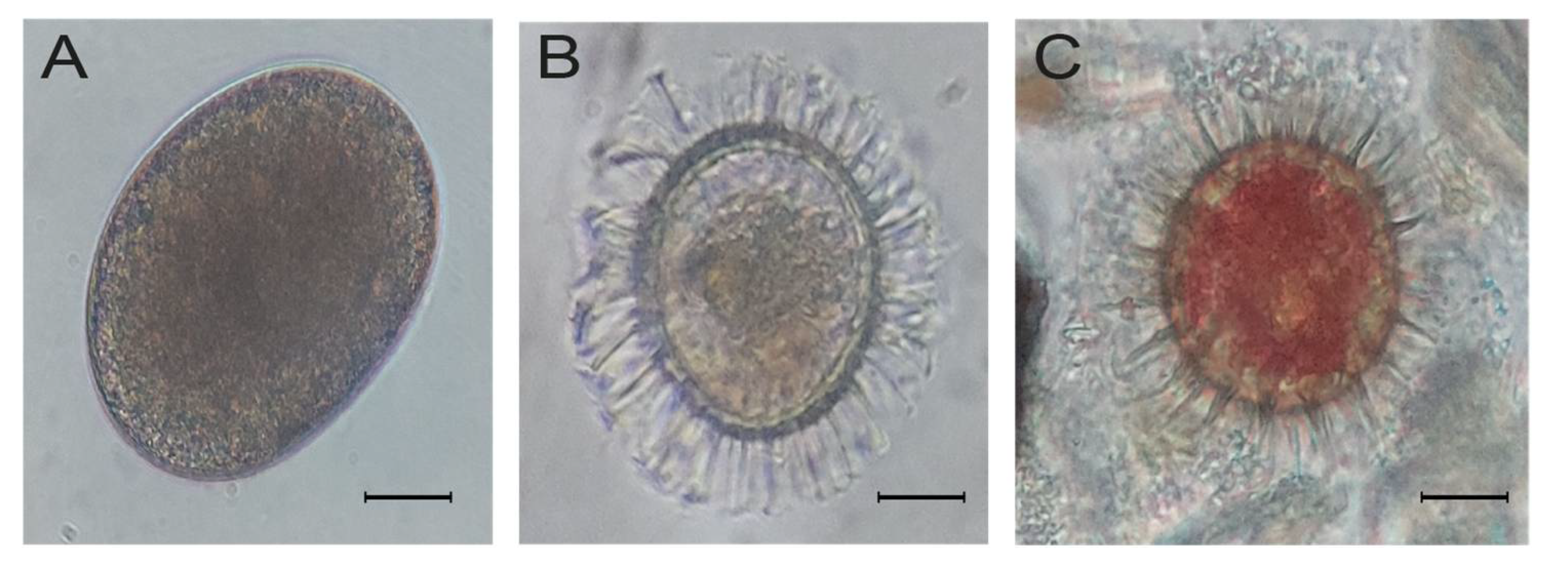 Microorganisms 12 02015 g006
