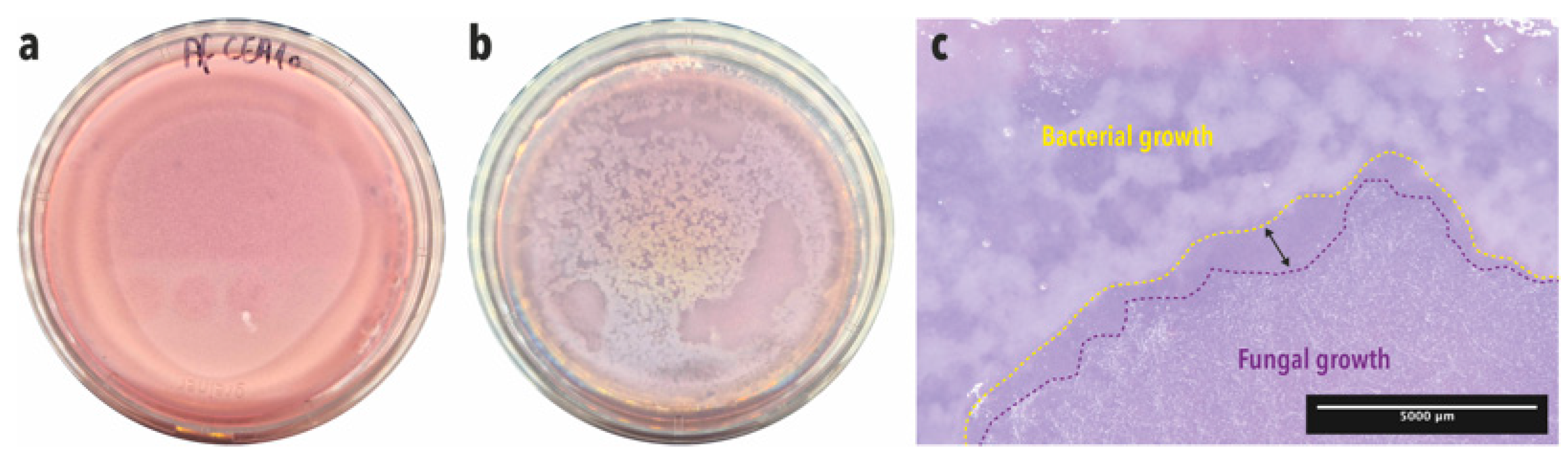 Microorganisms 12 02025 g002