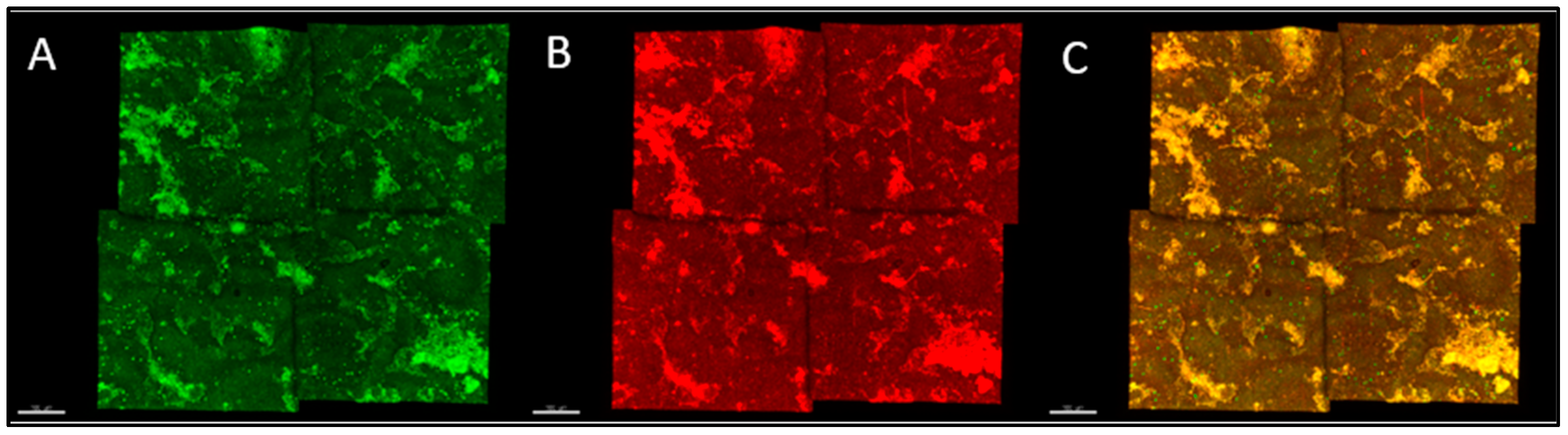 Microorganisms 12 02027 g002