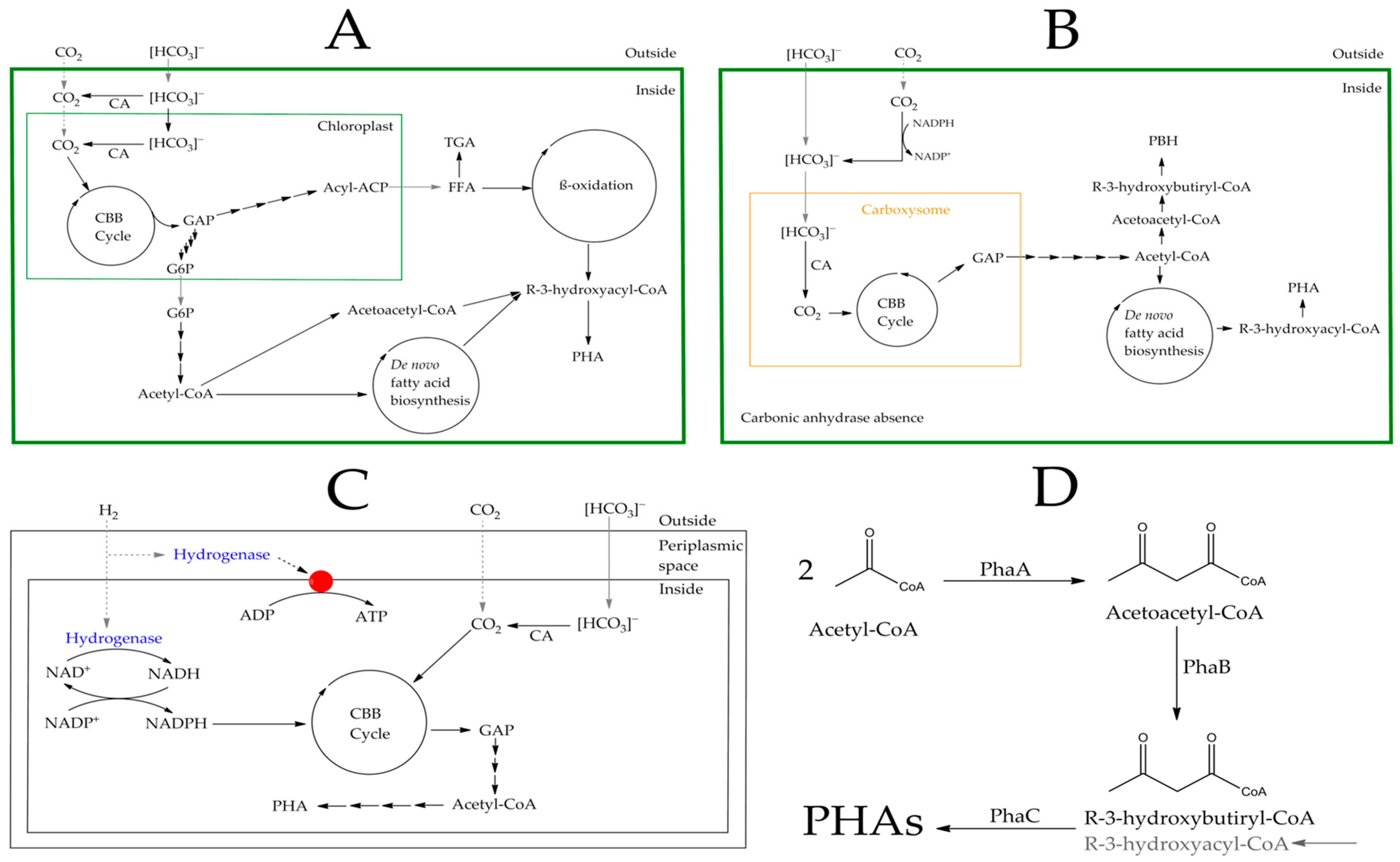 Microorganisms 12 02028 g002
