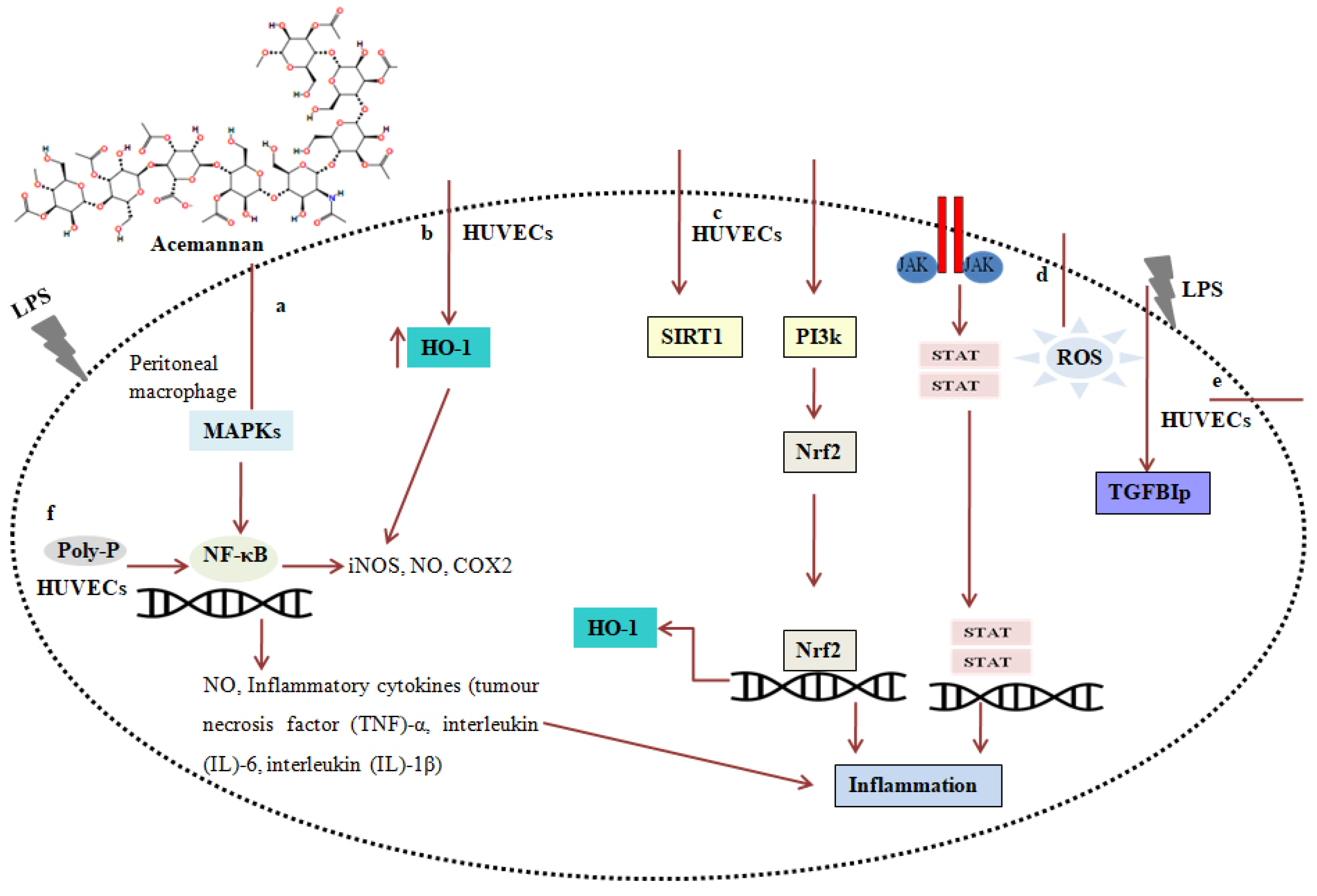 Microorganisms 12 02070 g003