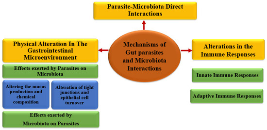 Parasites and Microbiota: Dual Interactions and Therapeutic