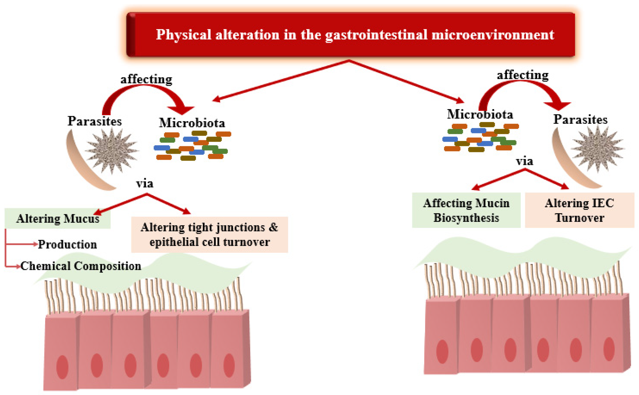 Parasites and Microbiota: Dual Interactions and Therapeutic
