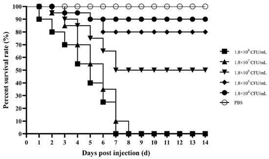 Pathogenicity of Citrobacter freundii Causing Mass