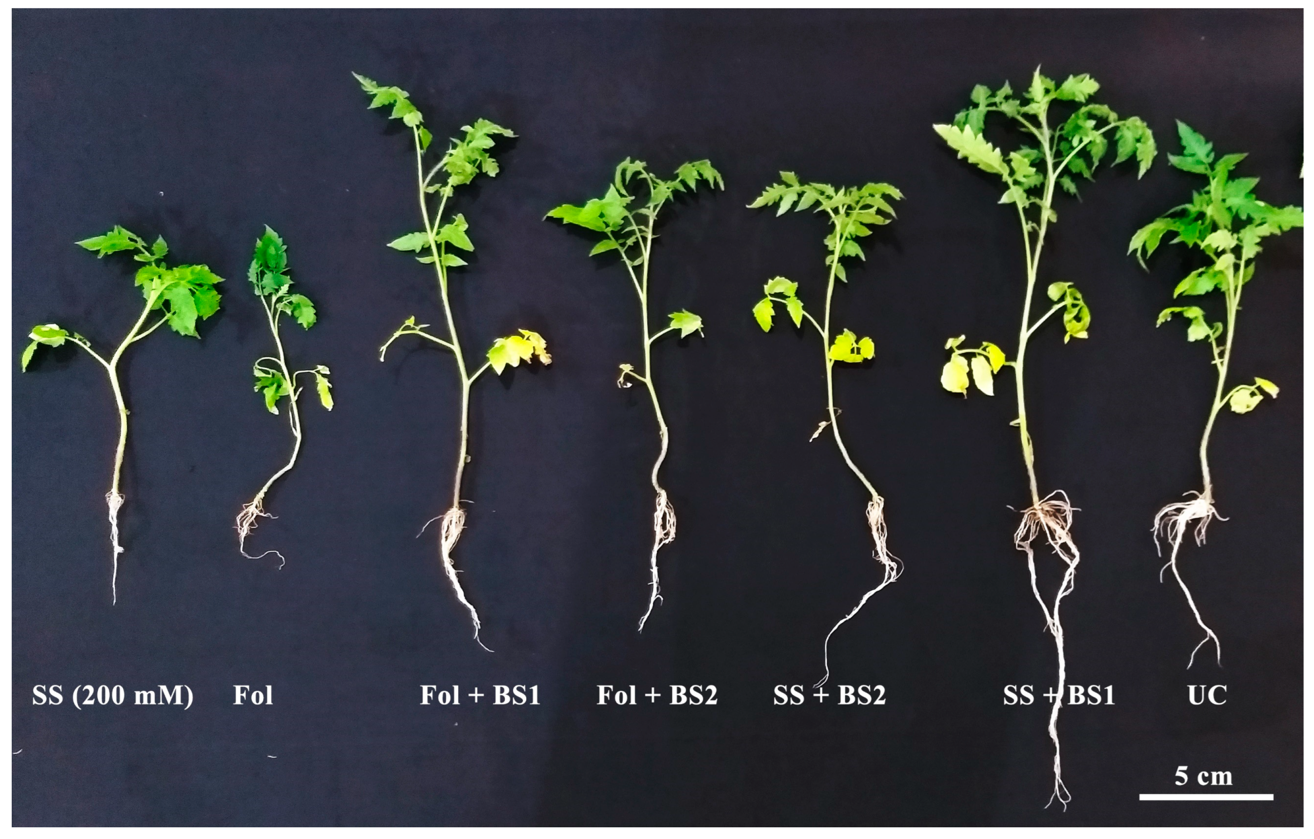 Microorganisms 12 02092 g004