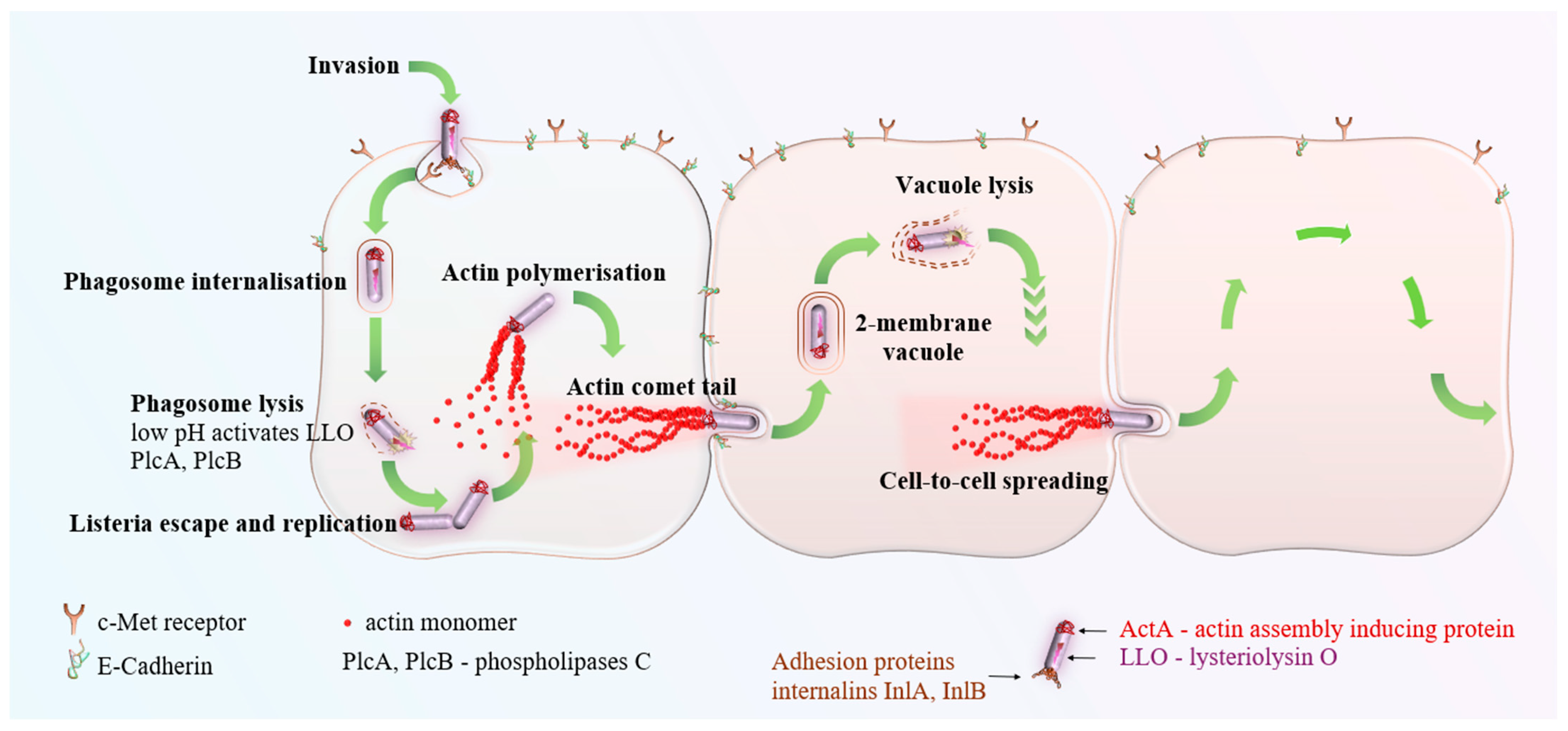 Microorganisms 12 02102 g003