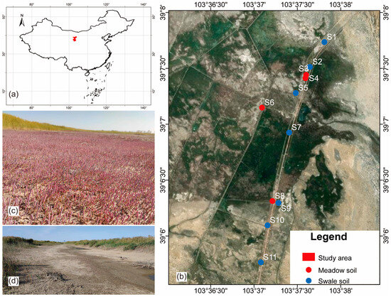 The Process of Soil Carbon Sequestration in Different Ecological