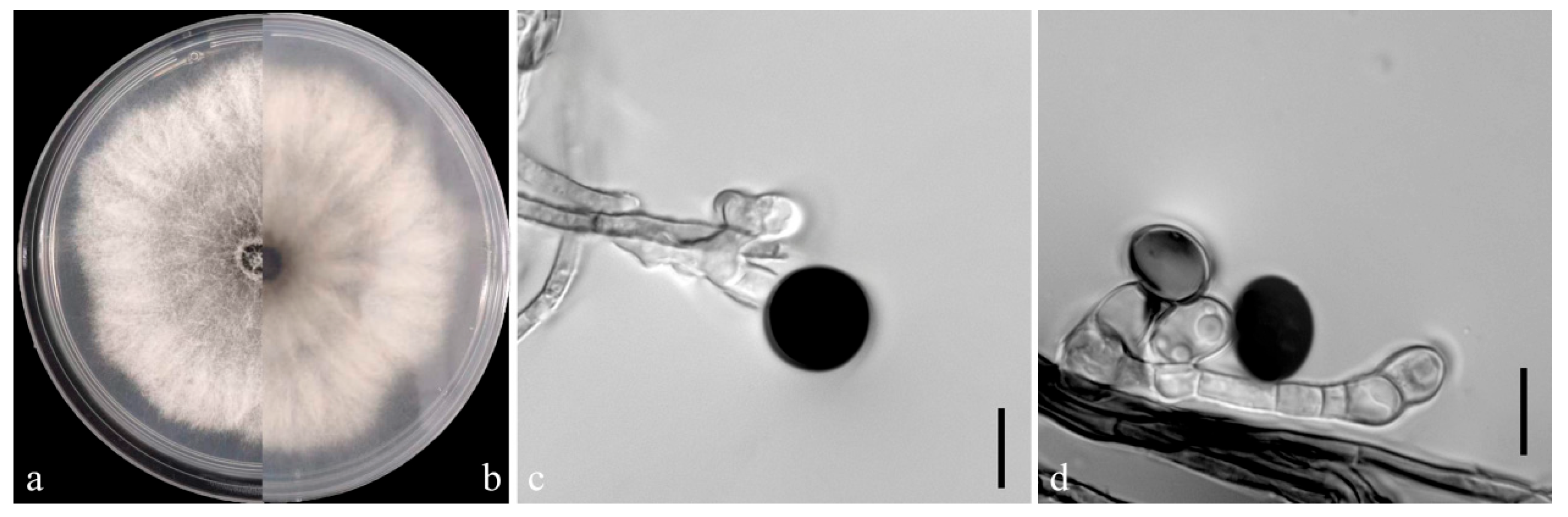 Microorganisms 12 02125 g004
