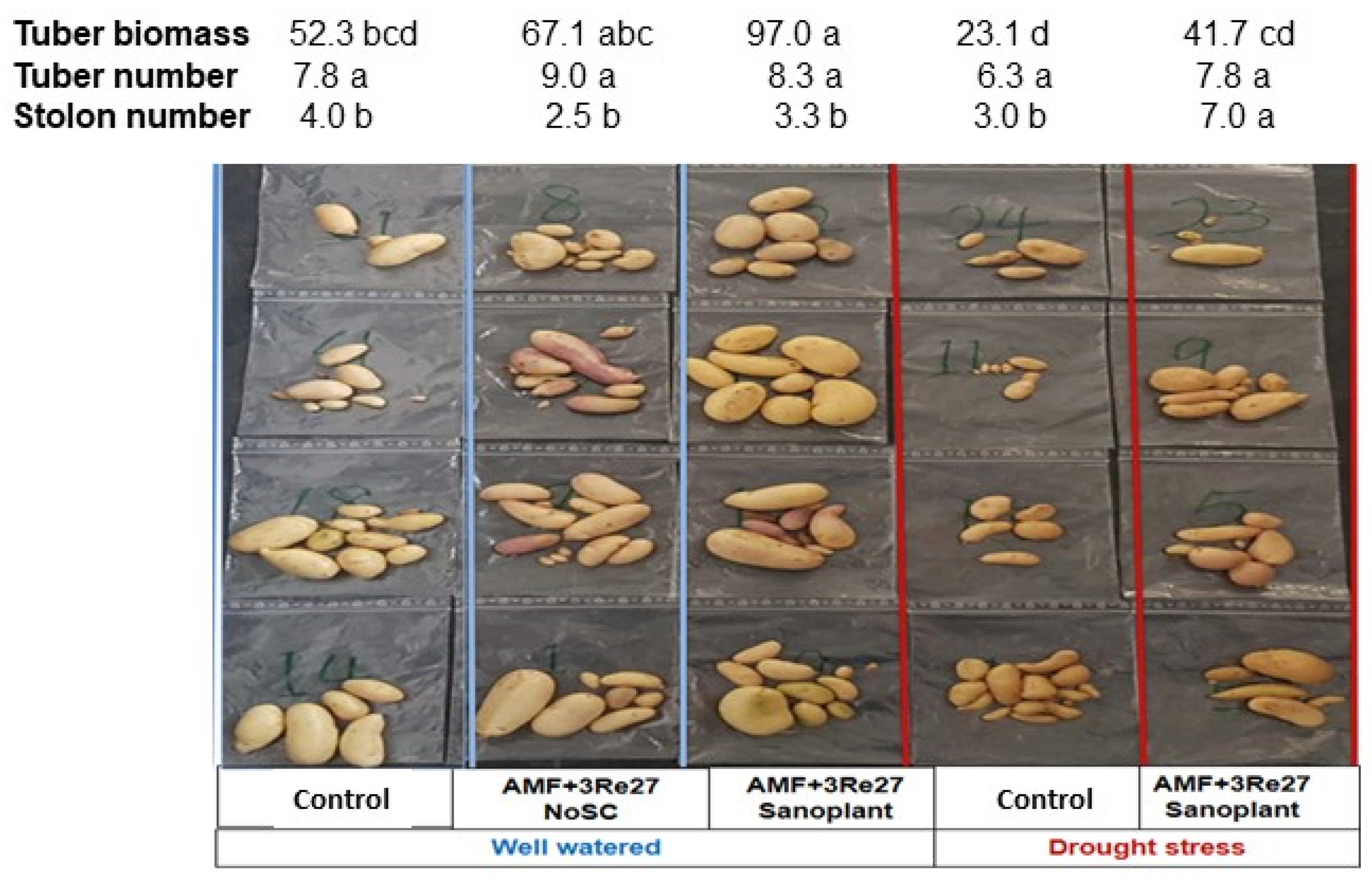 Combination of Silicate-Based Soil Conditioners with Plant