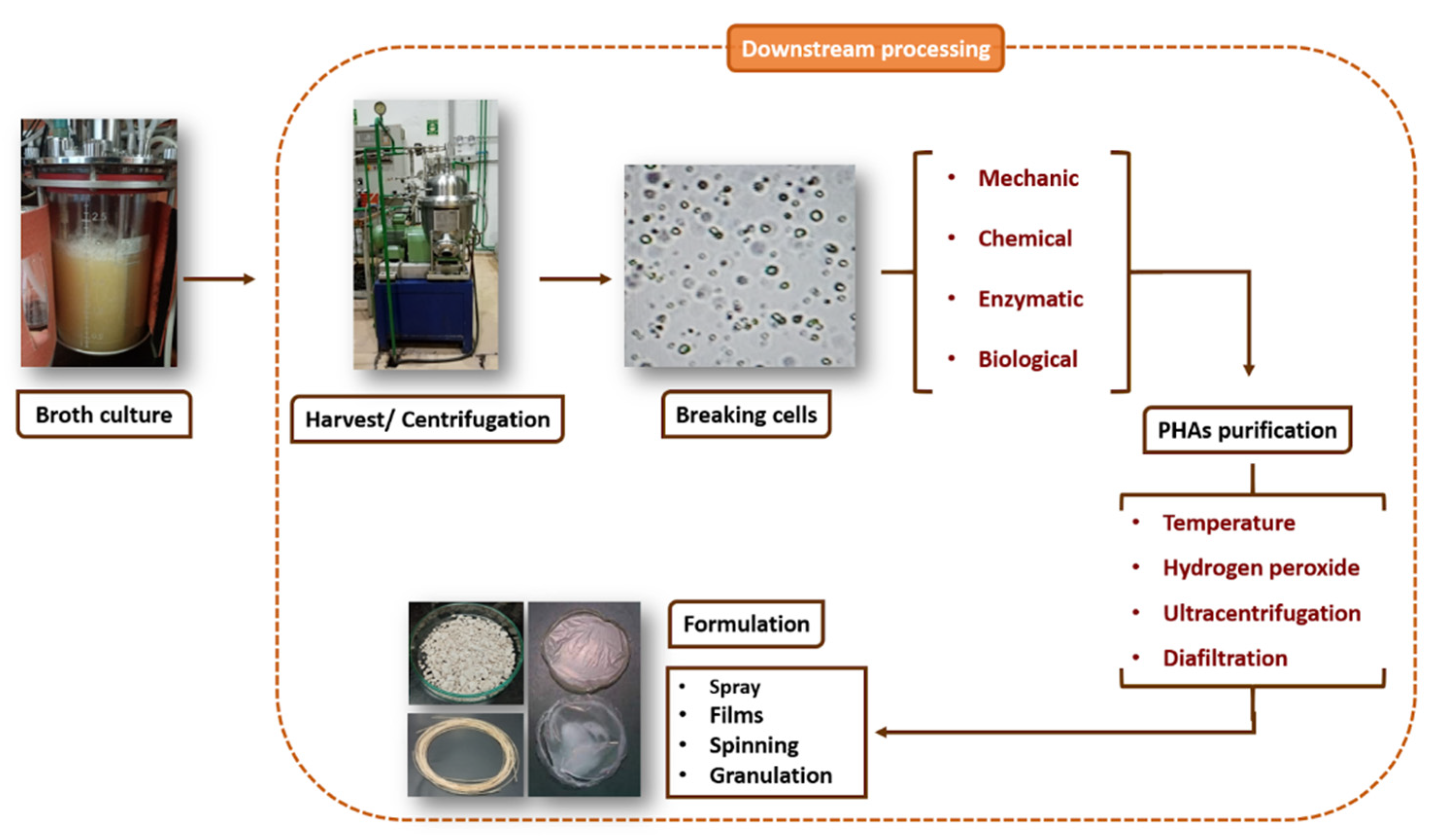 Microorganisms 12 02135 g005