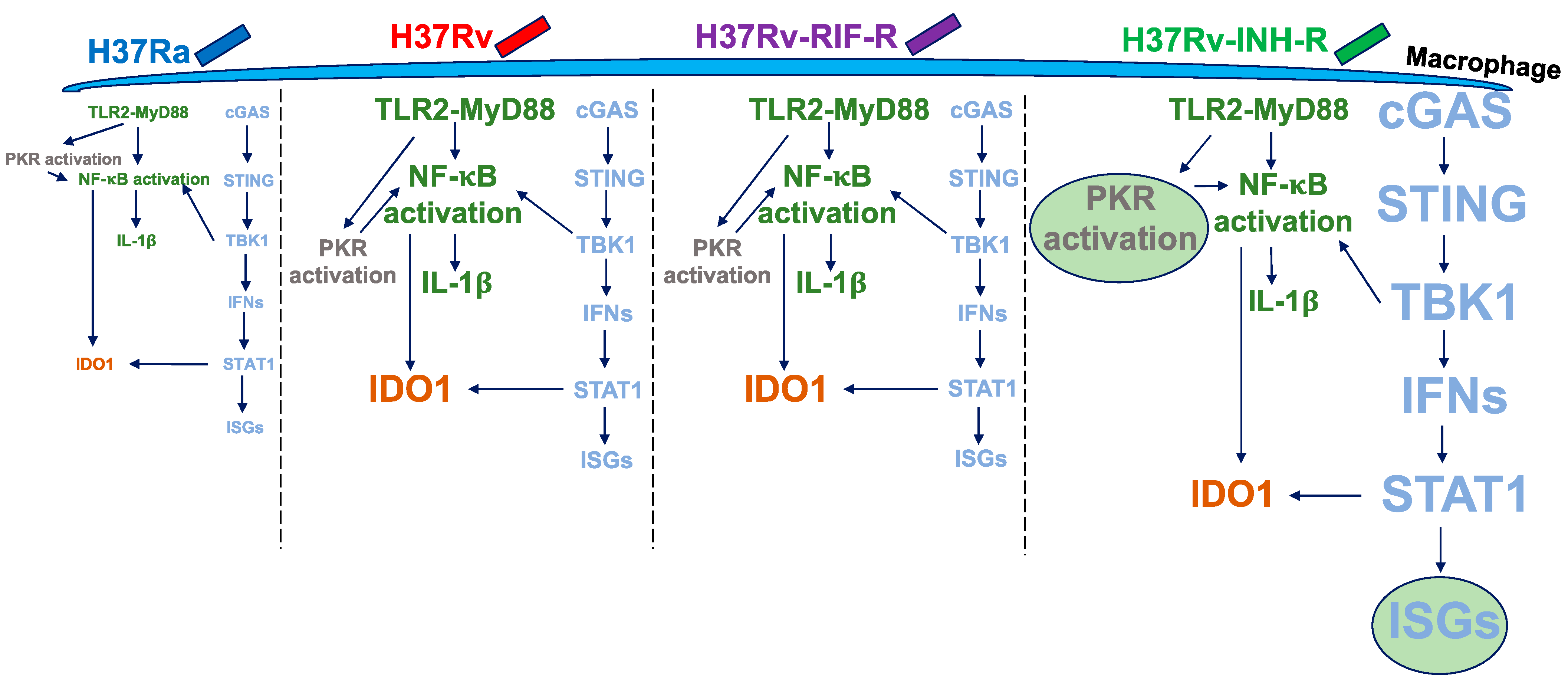 Microorganisms 12 02146 g009