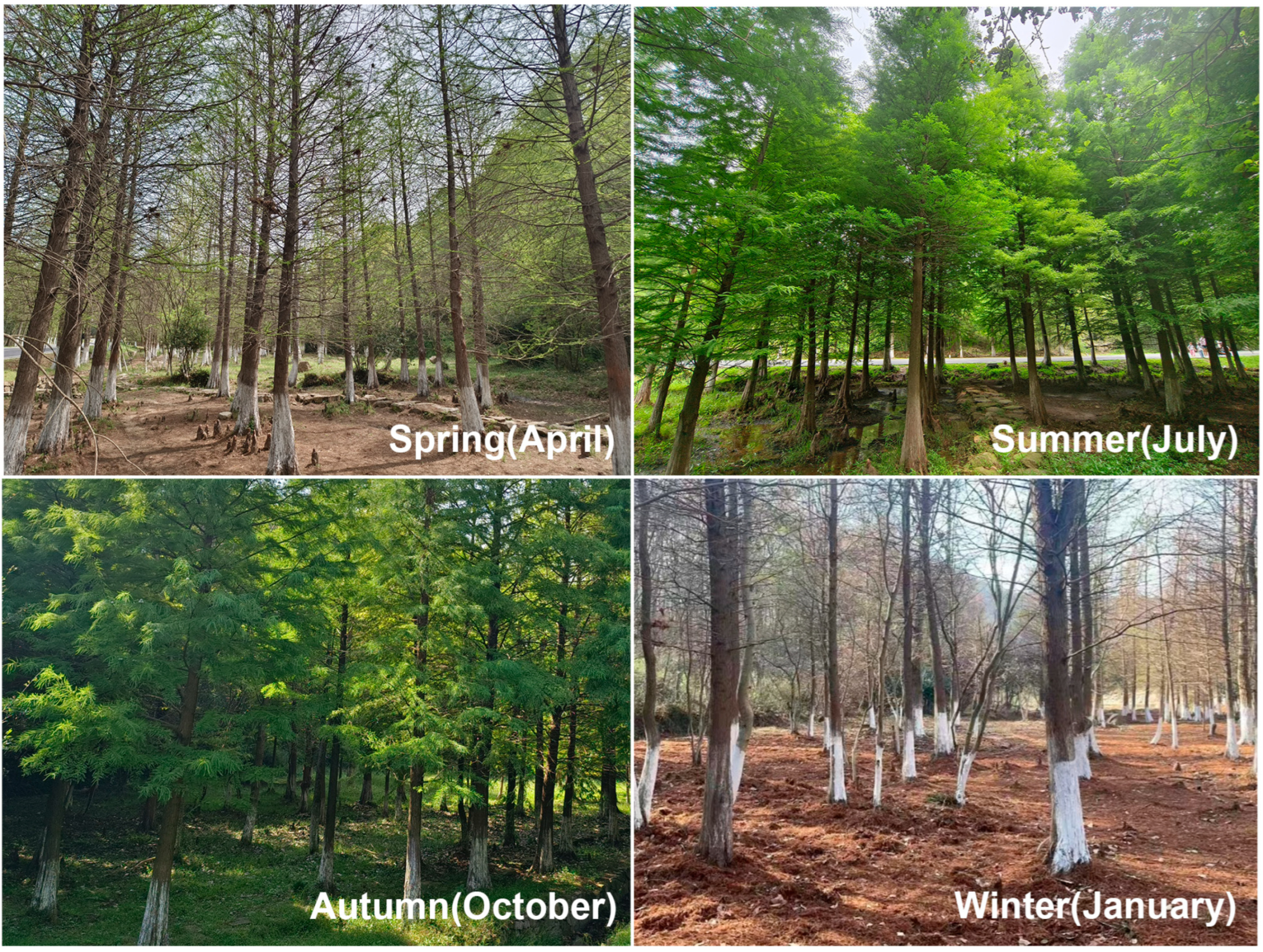 Microorganisms 12 02156 g001