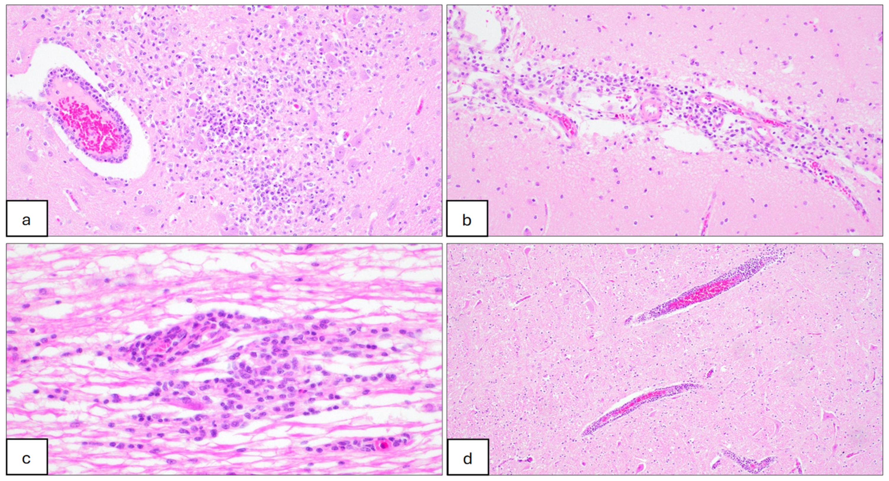 Microorganisms 12 02163 g002