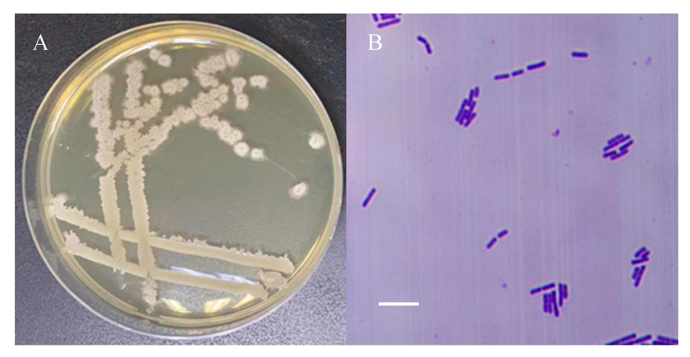 Microorganisms 12 02189 g002