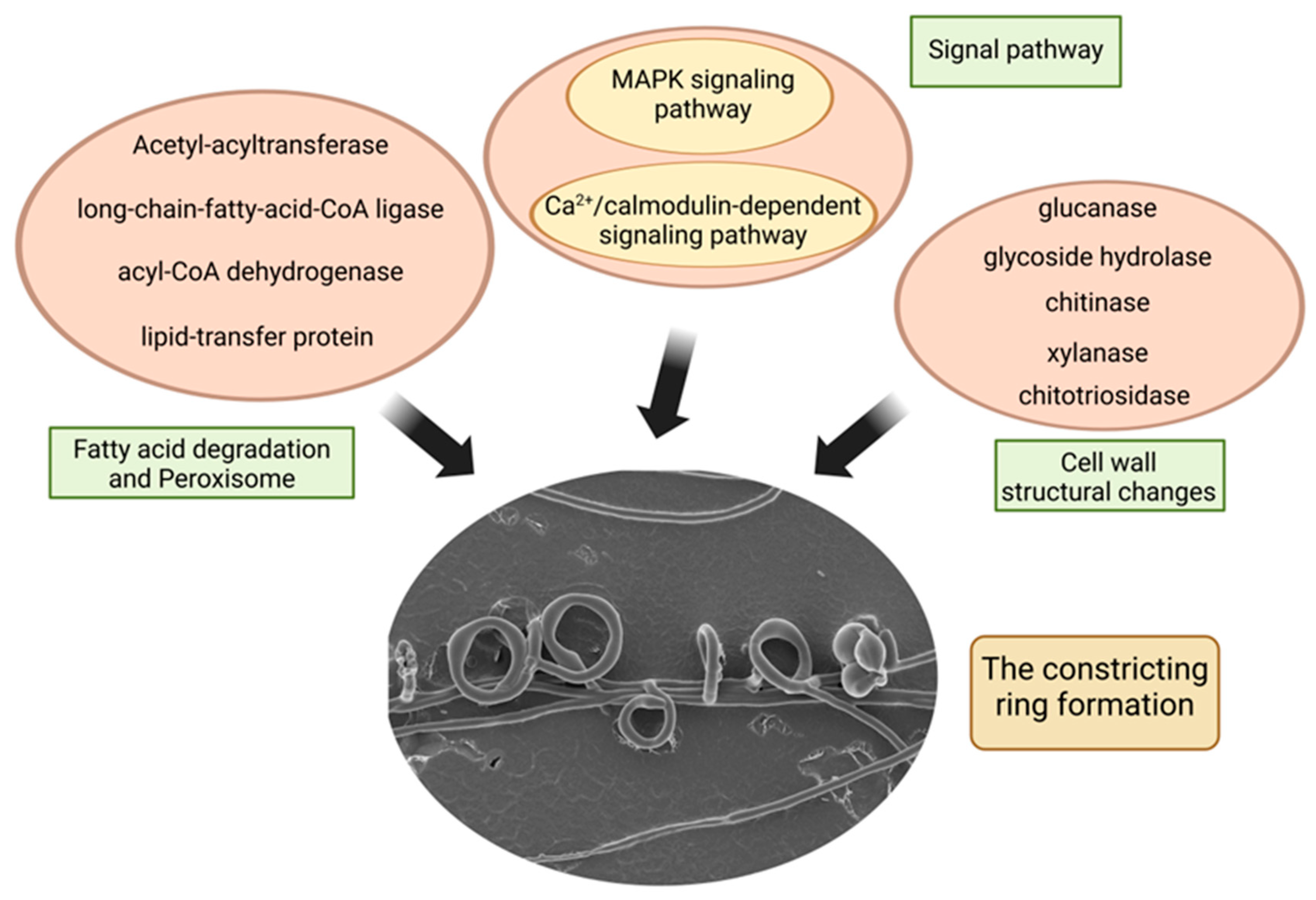 Microorganisms 12 02190 g007
