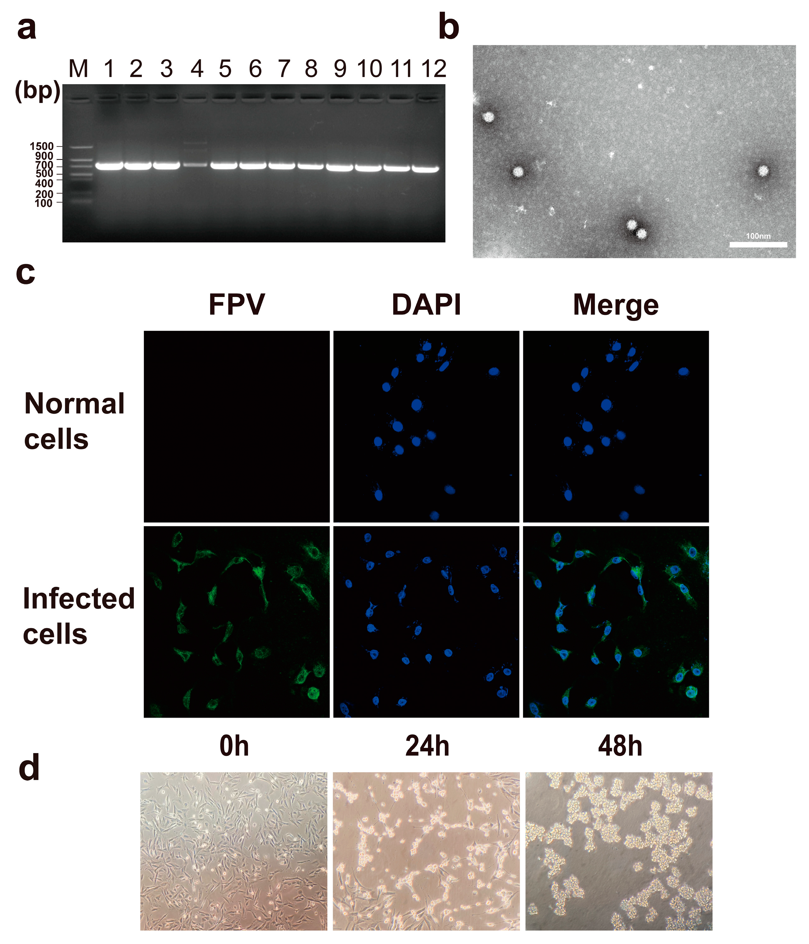 Microorganisms 12 02205 g001