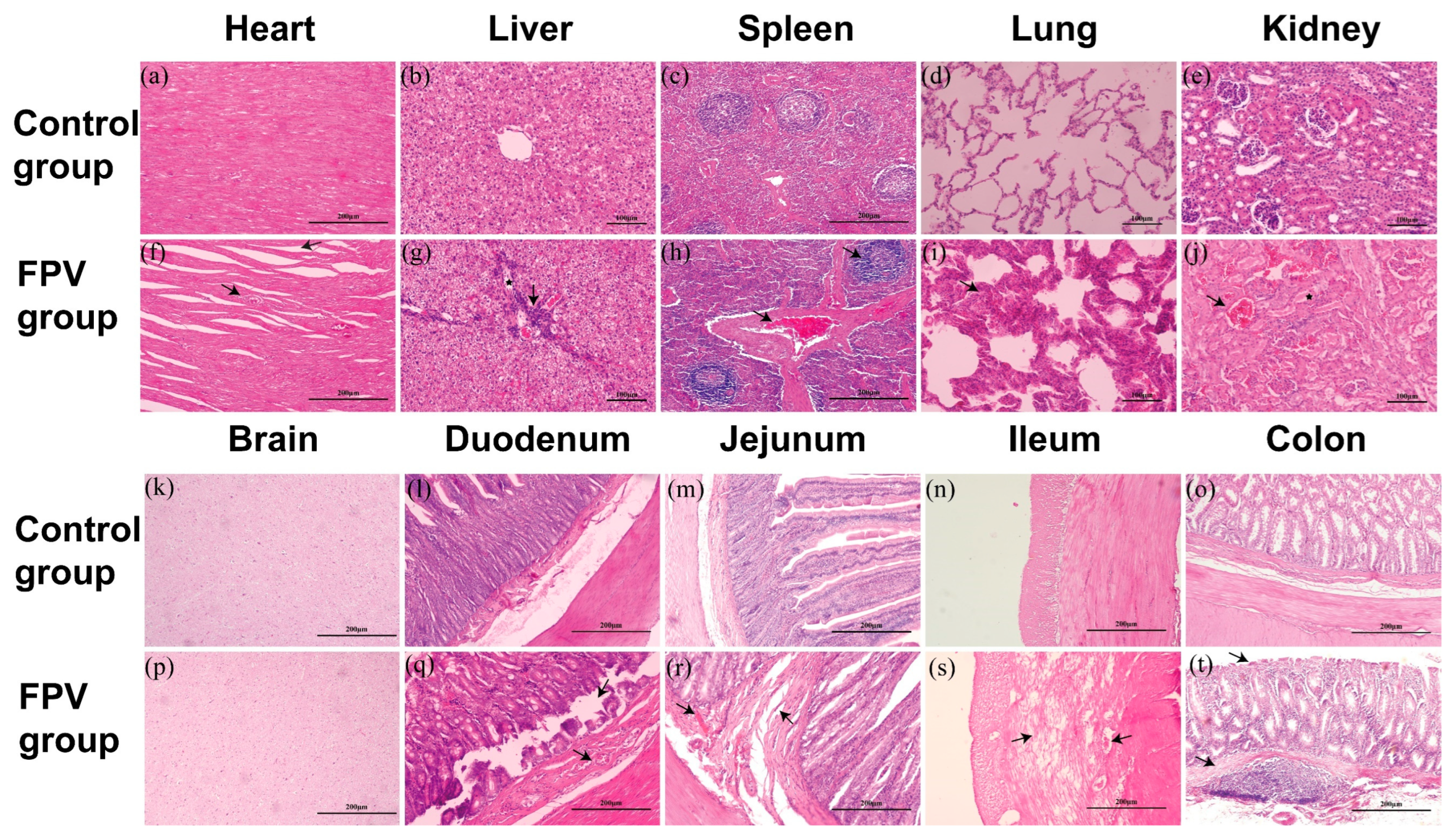 Microorganisms 12 02205 g008