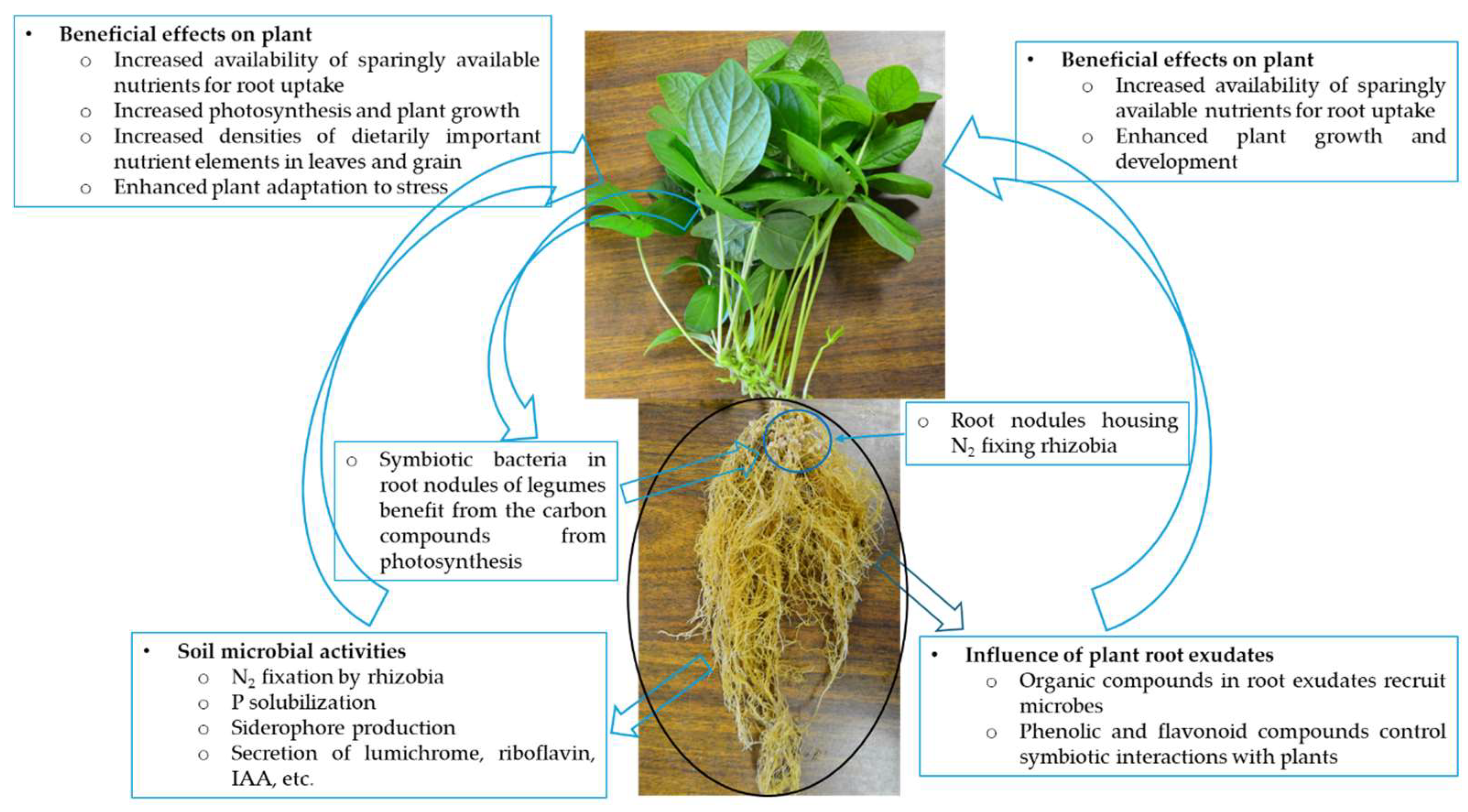 Microorganisms 12 02225 g001