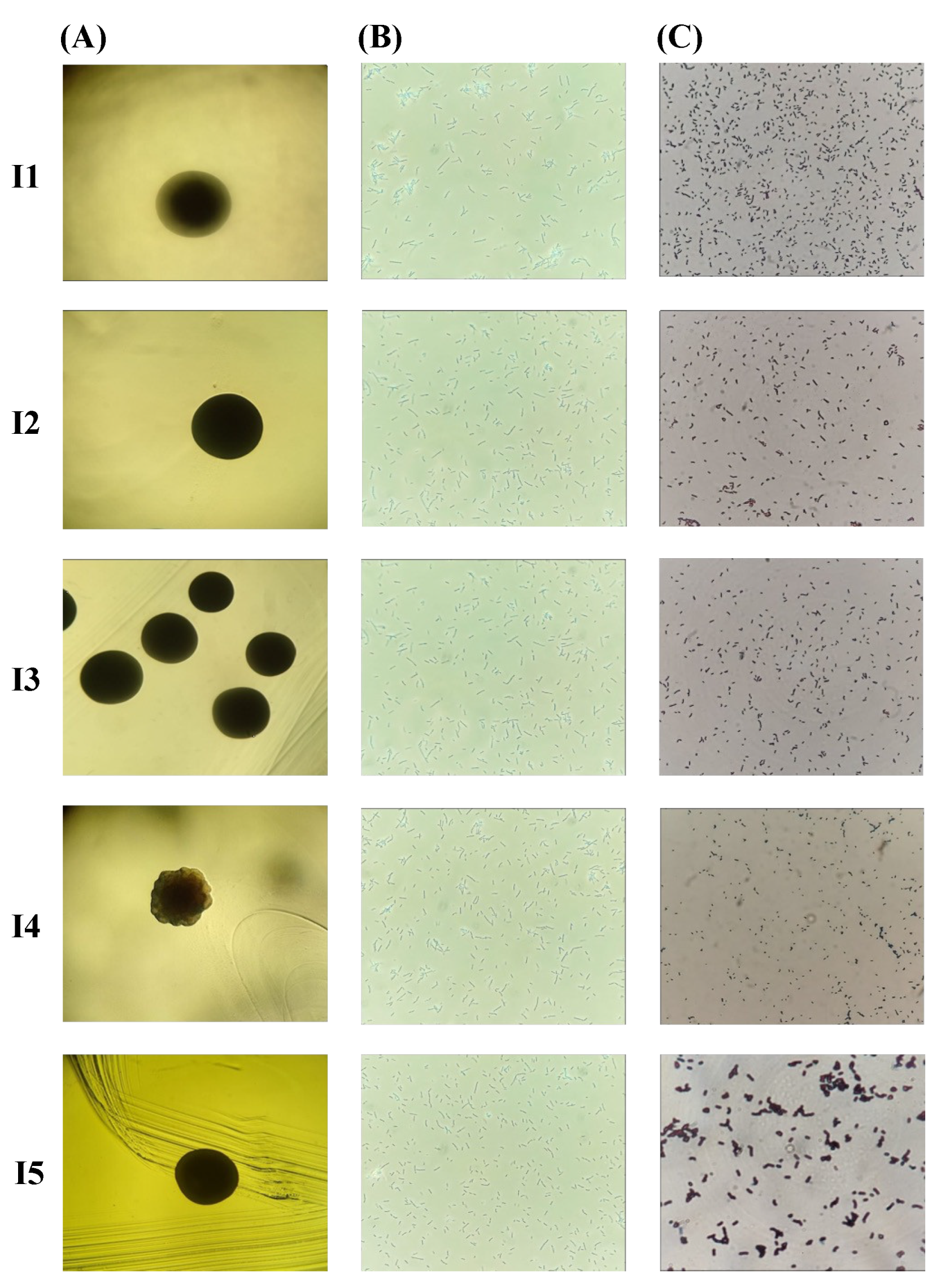 Microorganisms 12 02236 g004