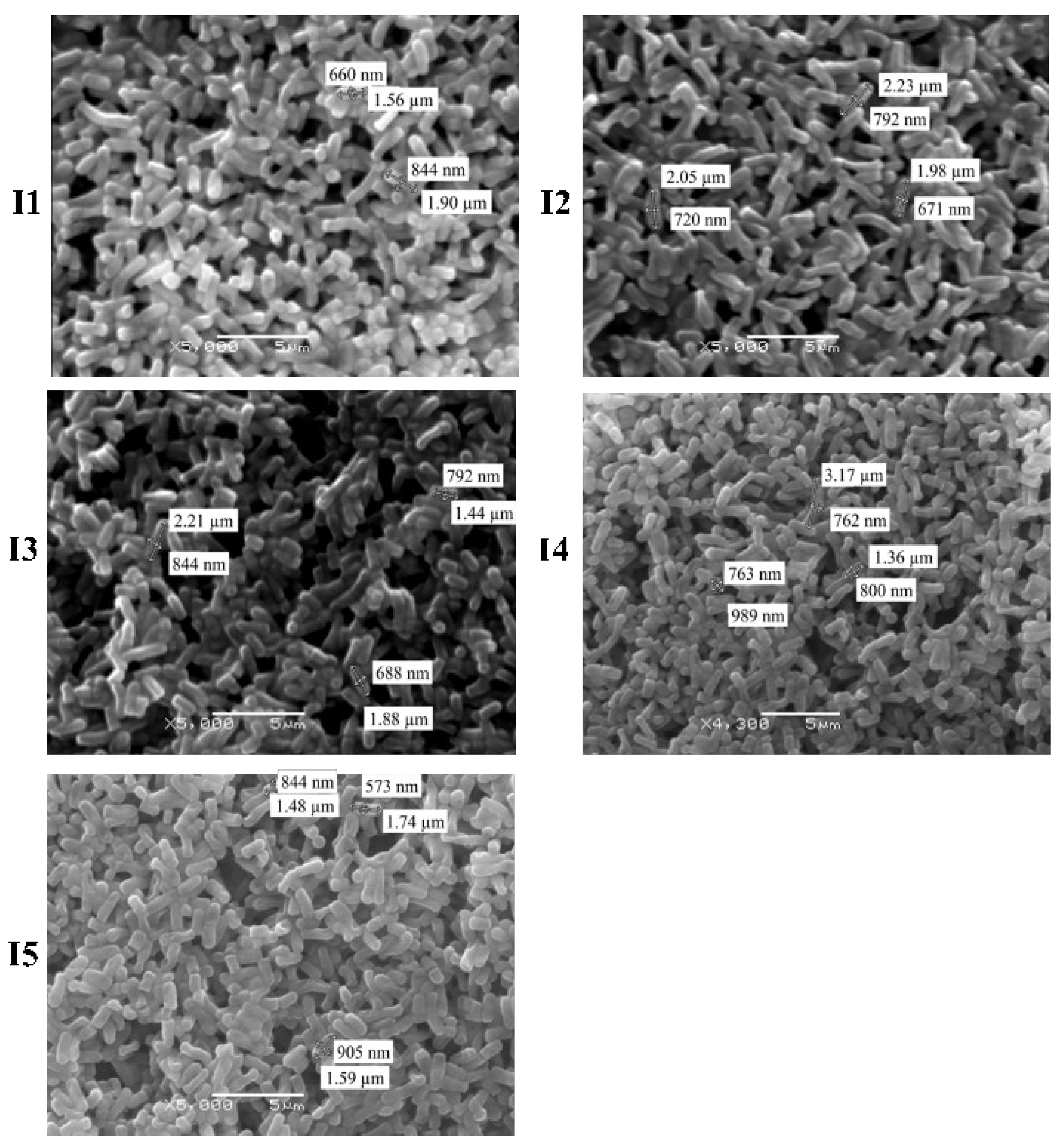 Microorganisms 12 02236 g005