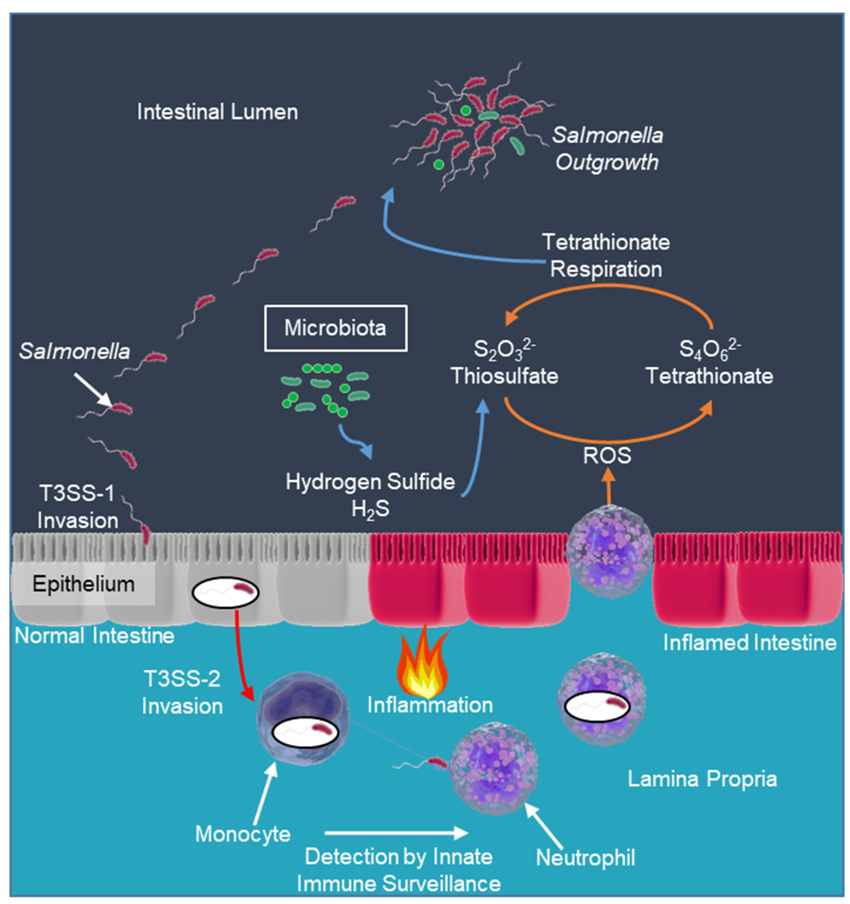 Microorganisms 12 02249 g001