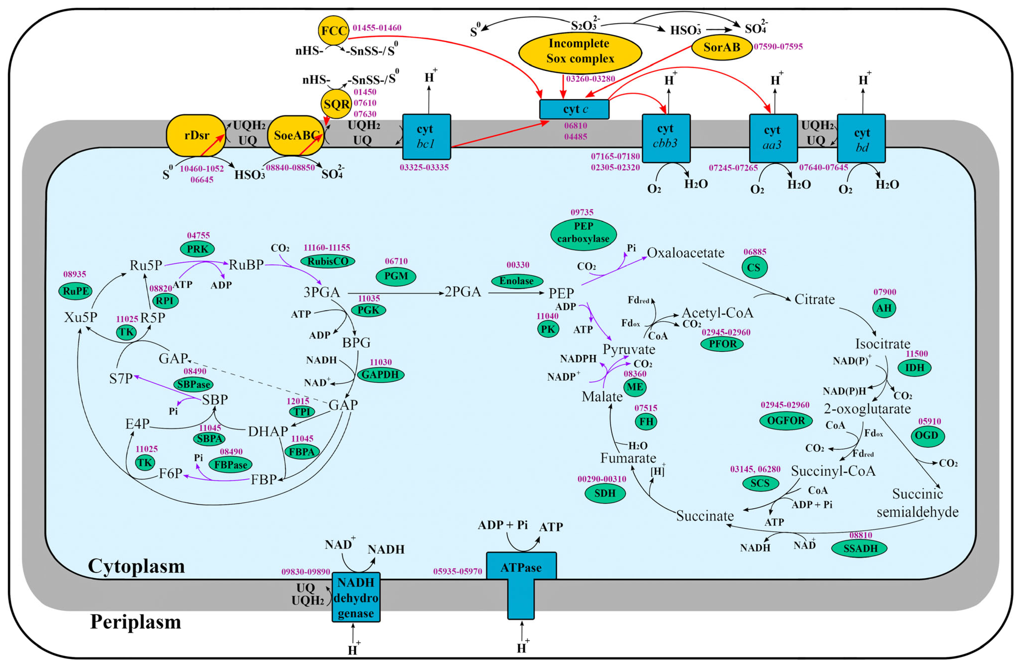 Microorganisms 12 02252 g004 Microorganisms 12 02252 g004