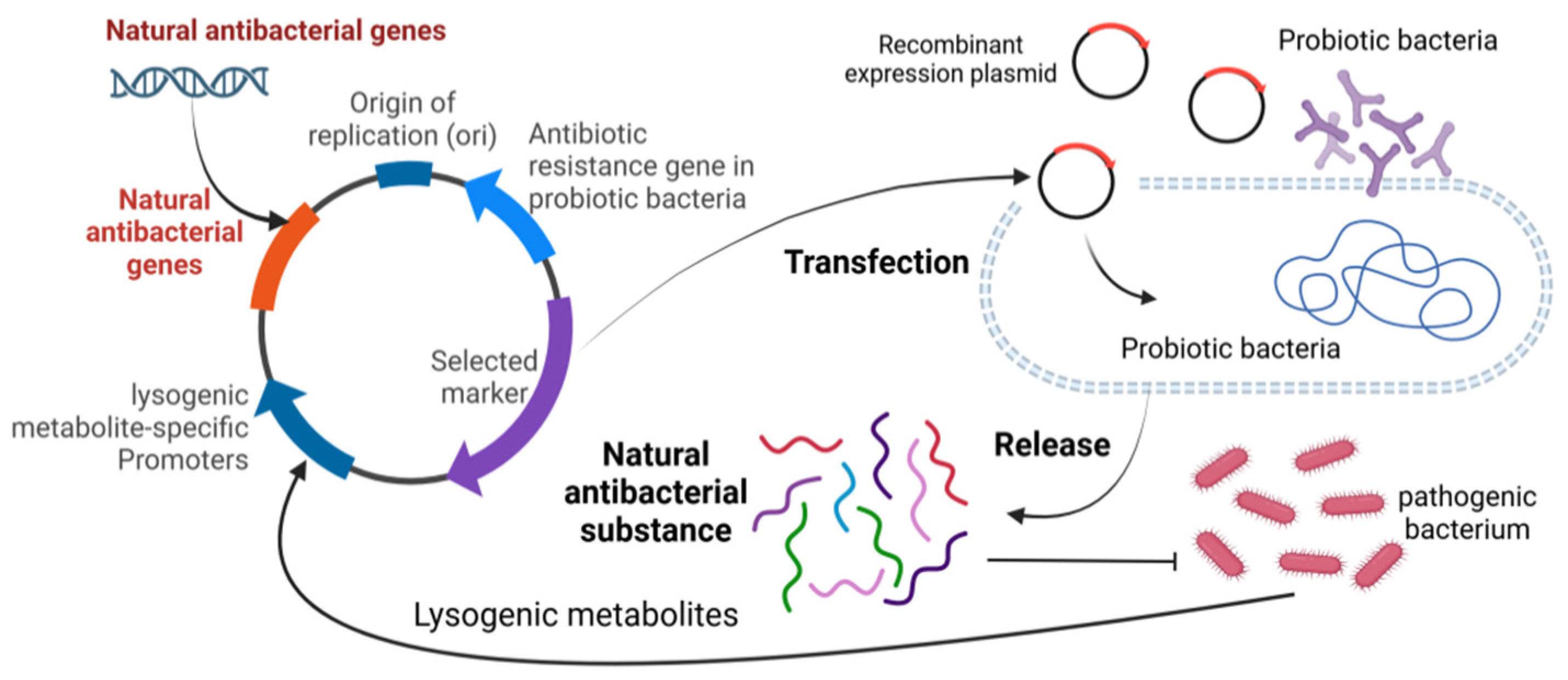 Microorganisms 12 02253 g007