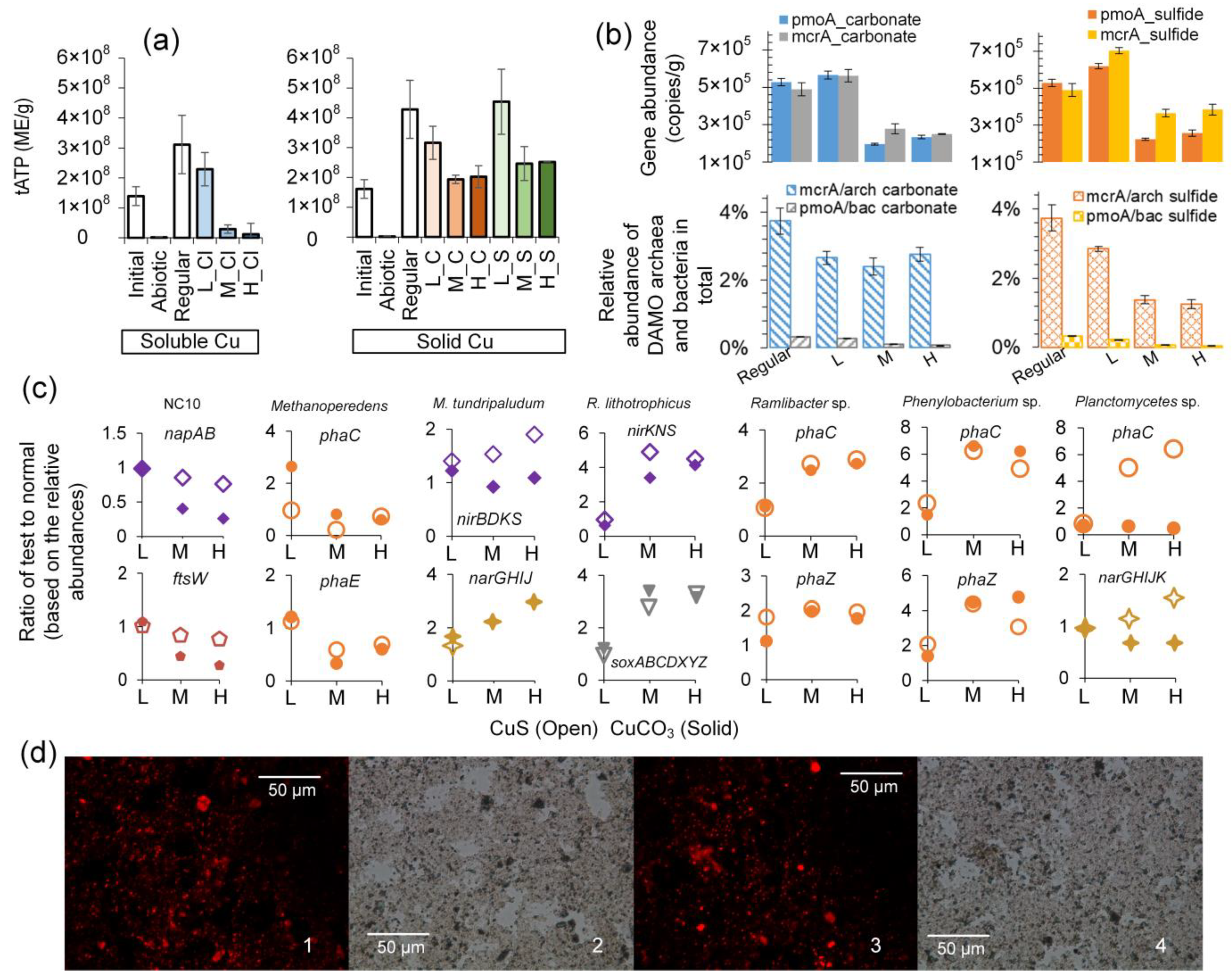 Microorganisms 12 02259 g004