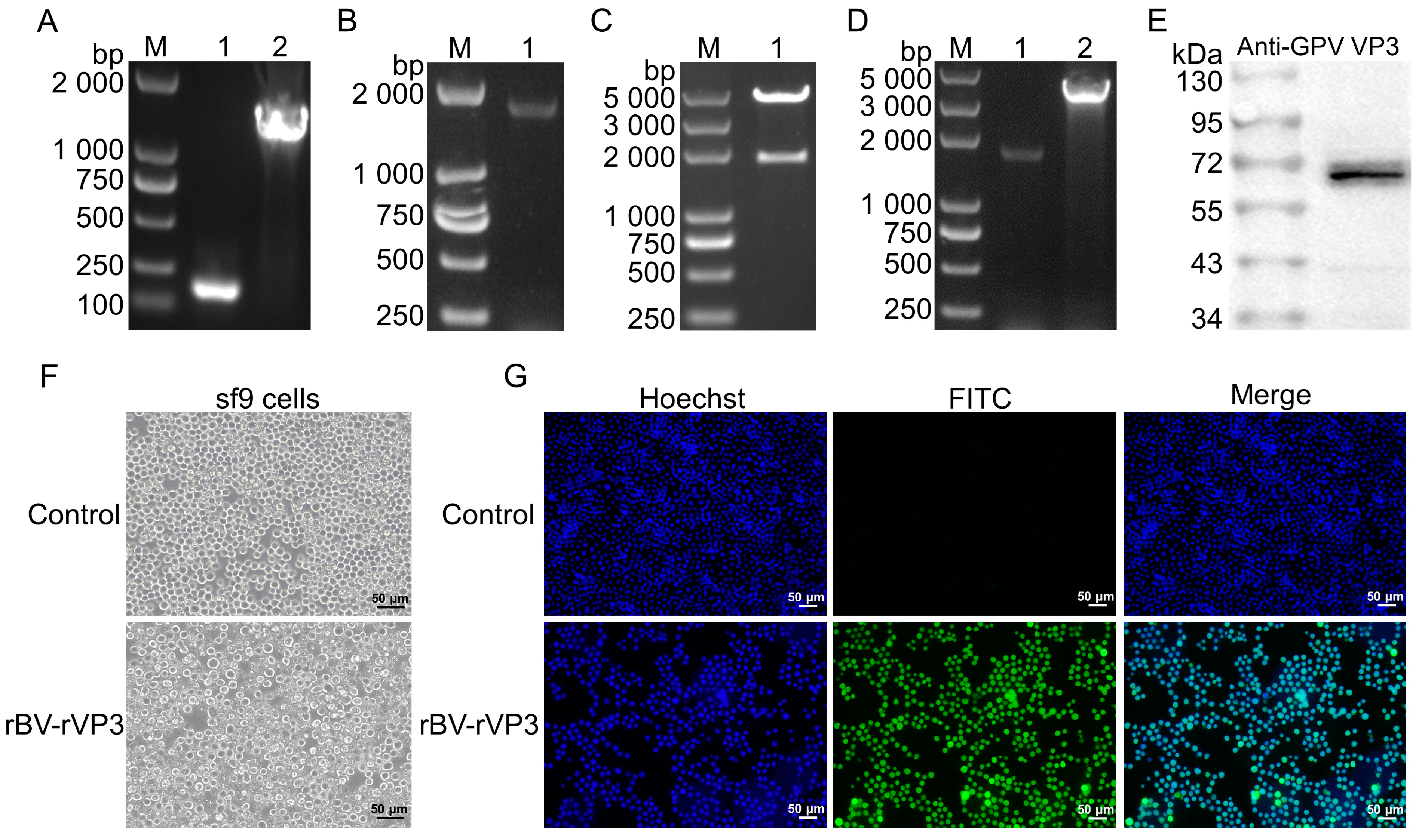 Microorganisms 12 02266 g001