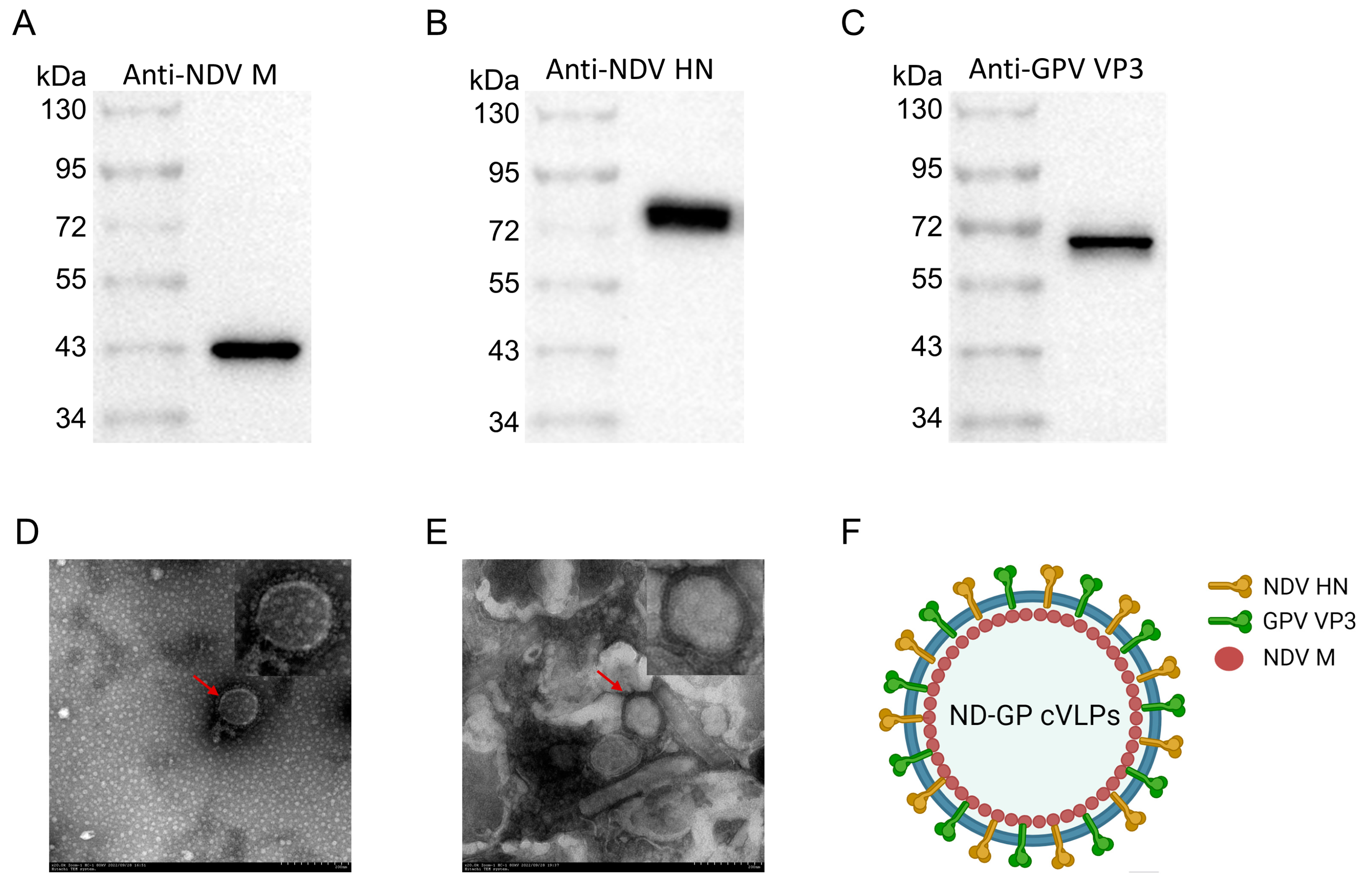 Microorganisms 12 02266 g002