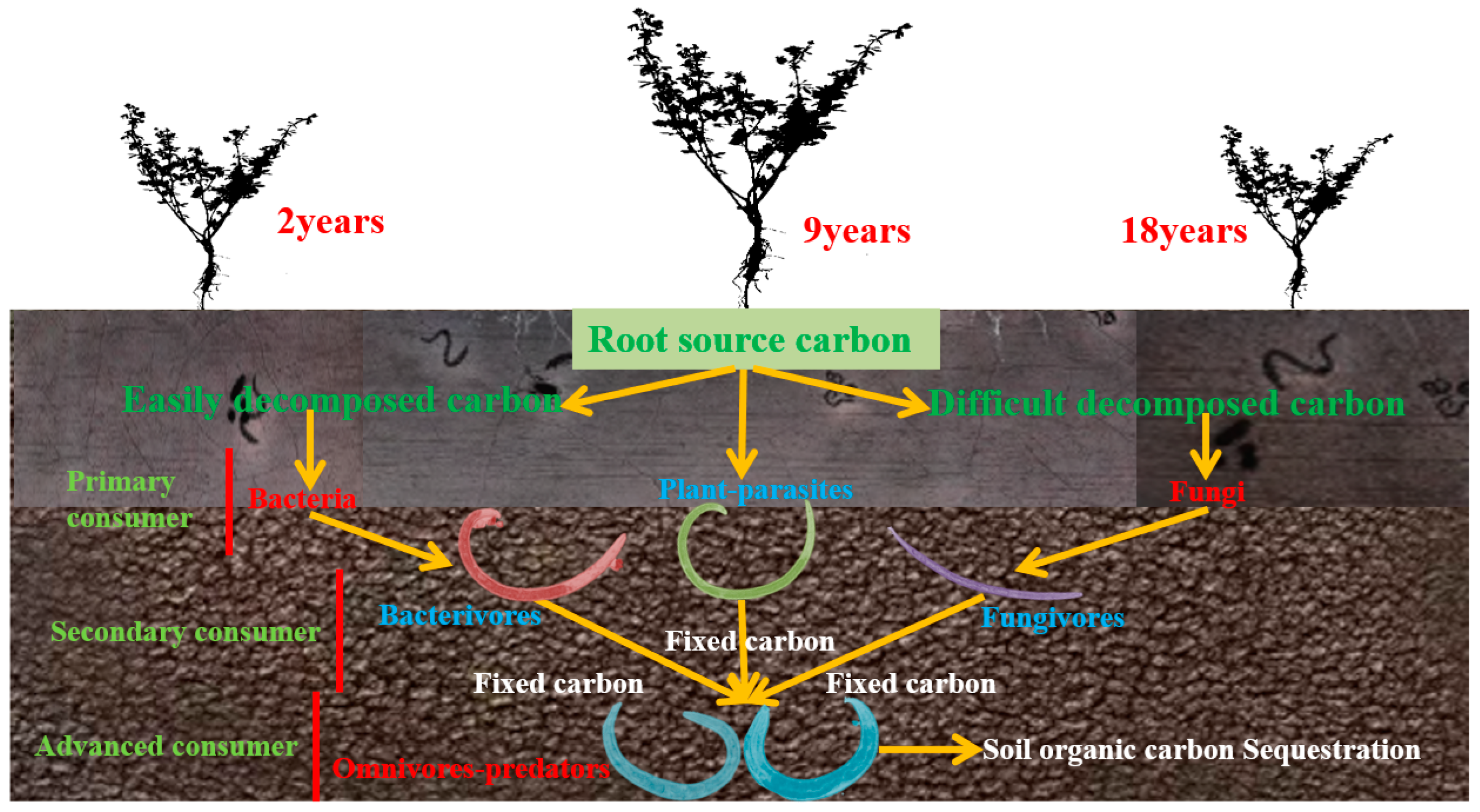 Microorganisms 12 02268 g001