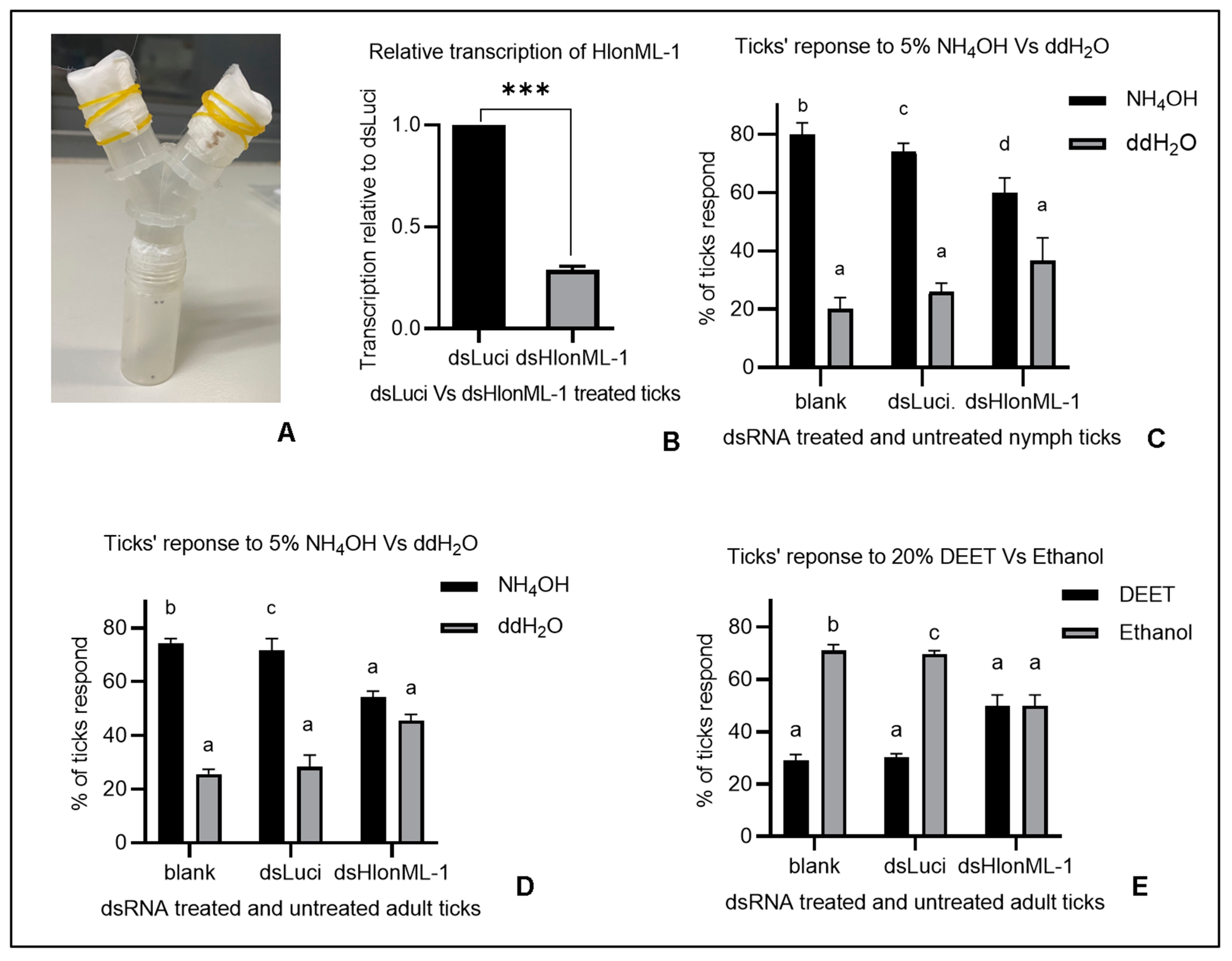 Involvement of a Microplusin-like Gene (HlonML-1) in the
